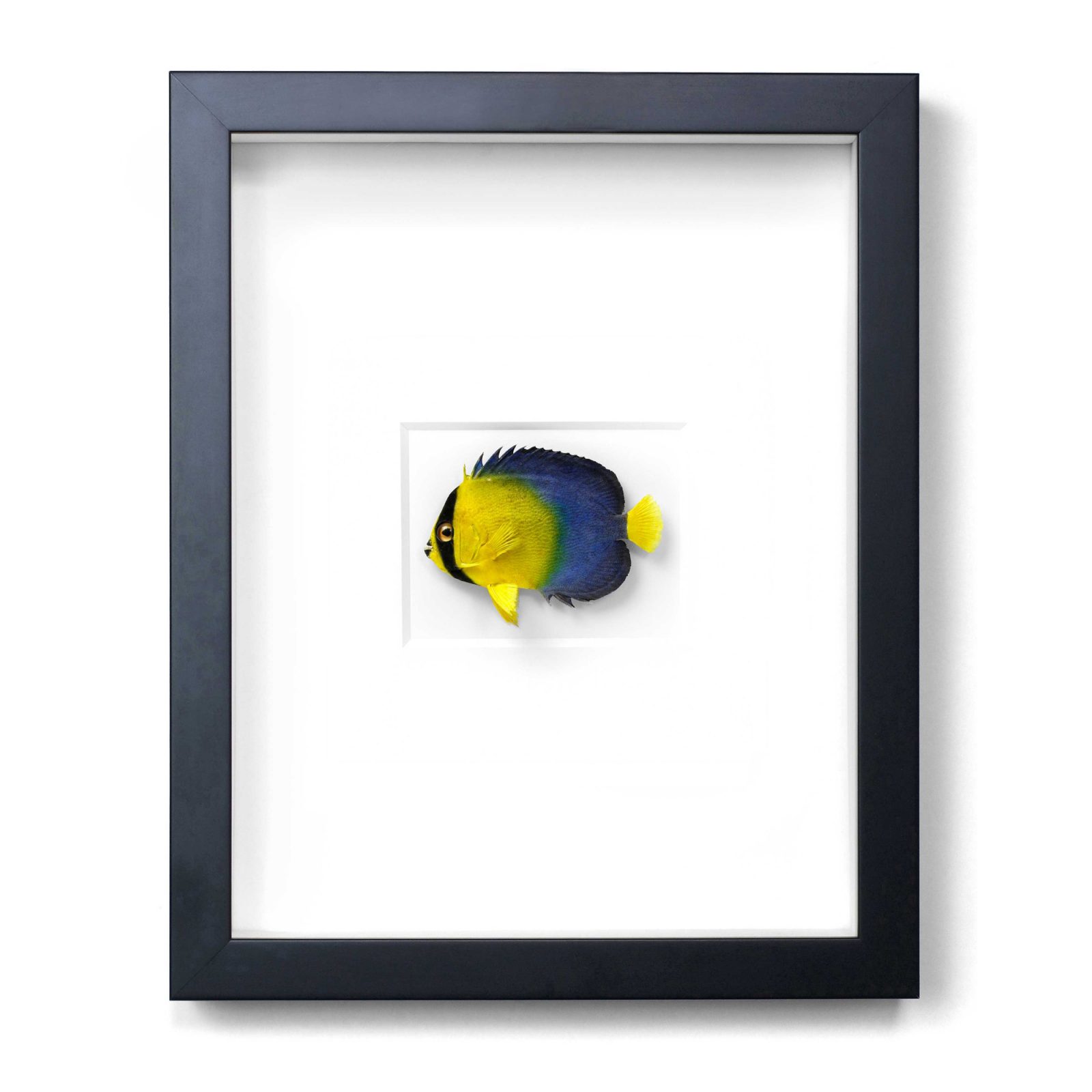 11 x 14 Angelfish