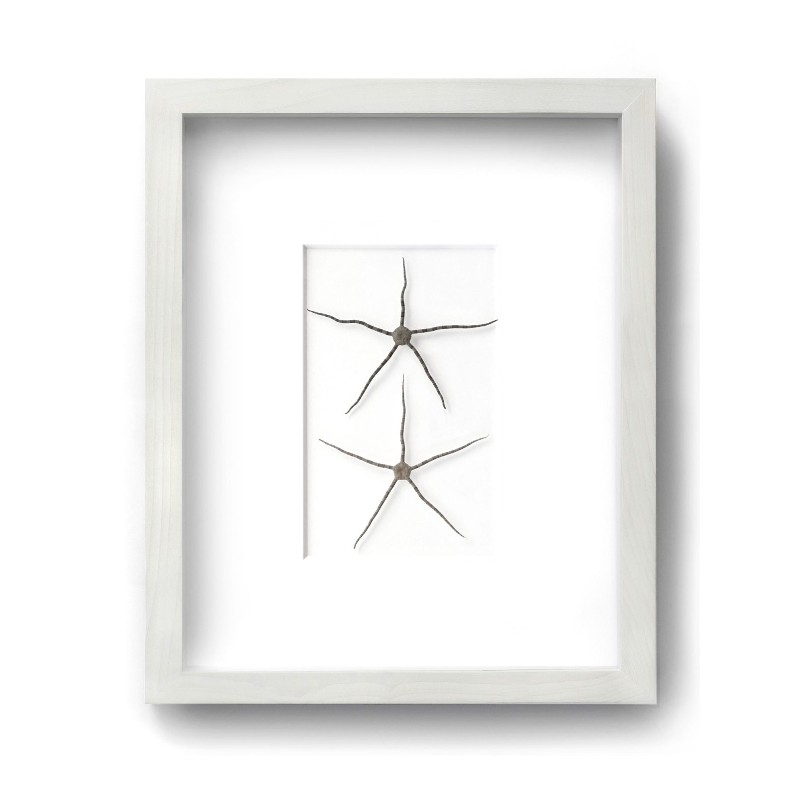 11 x 14 Brittle Star Duo (White Mat with Bleached Hardwood Frame)