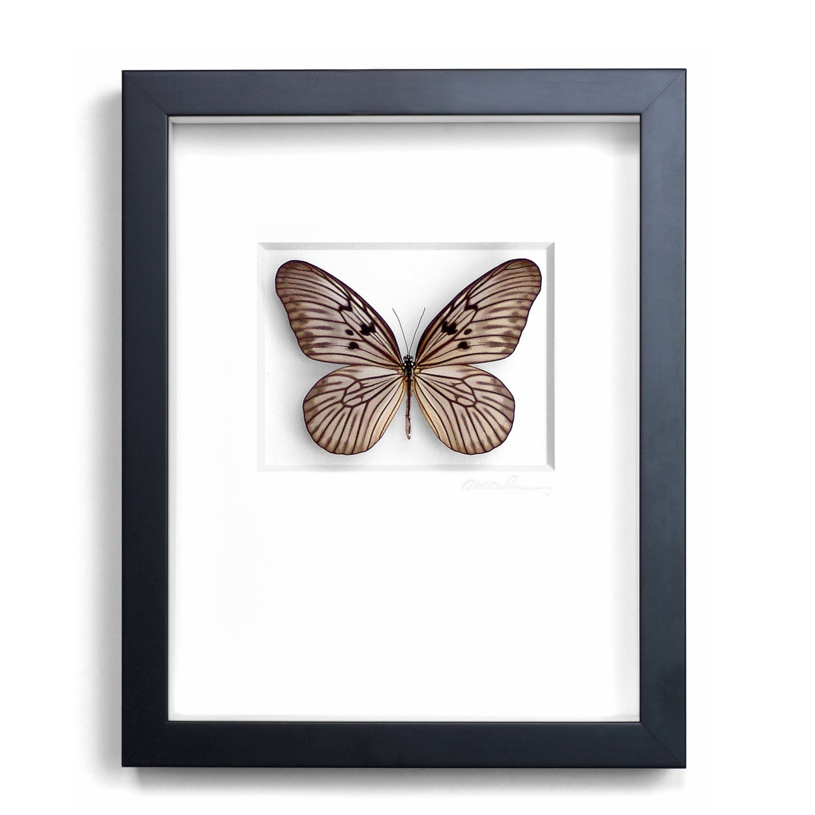 11x14 Champagne Ricepaper Butterfly