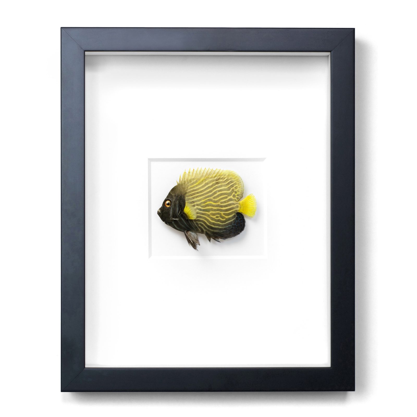 11 x 14 Emperor Angelfish