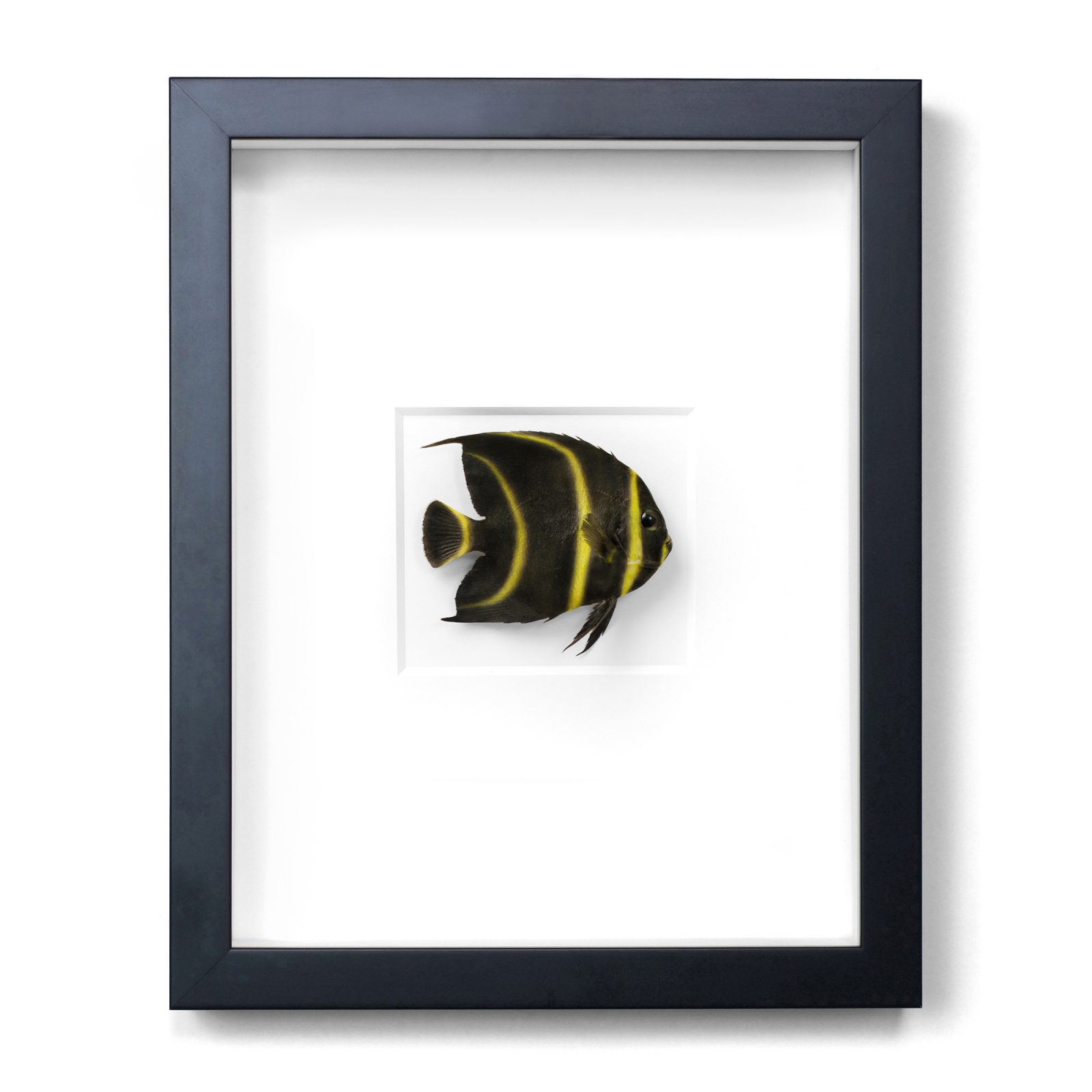 11 x 14 French Angelfish