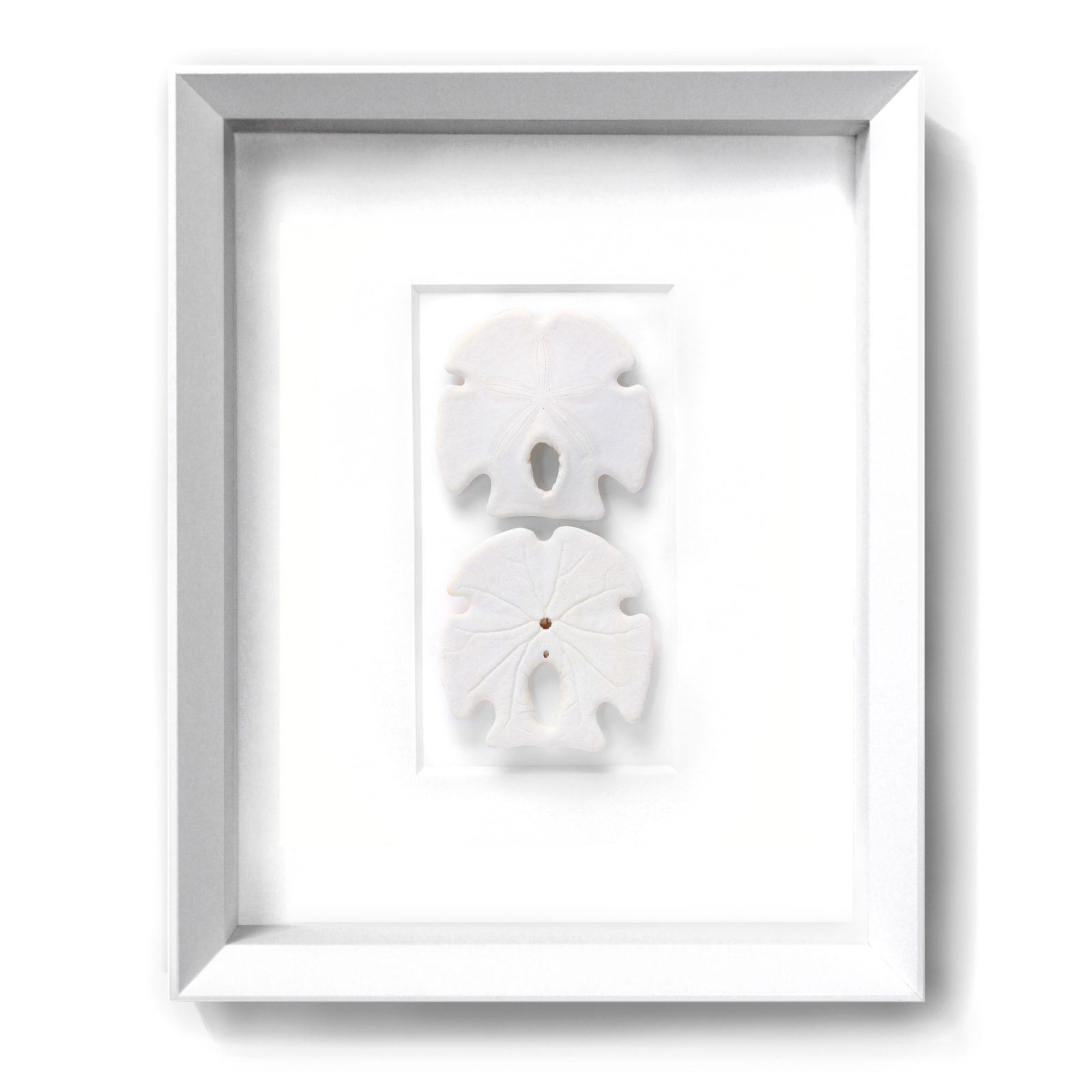 11x14 Keyhole Sanddollars