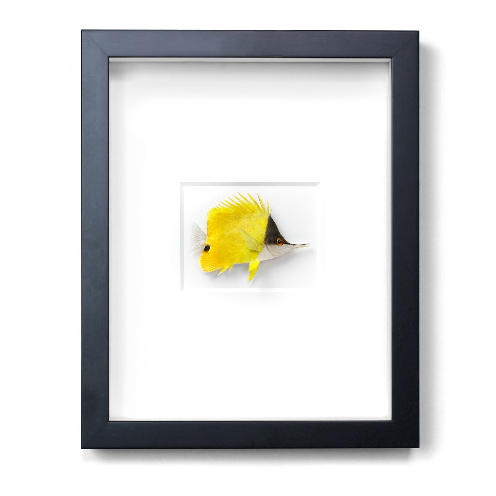 11 x 14 Longnose Fish