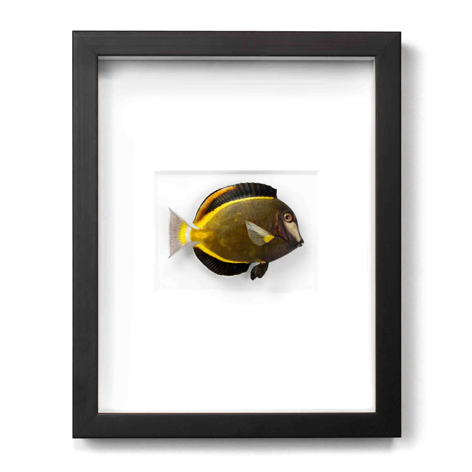 11x14 Powder Brown Tang