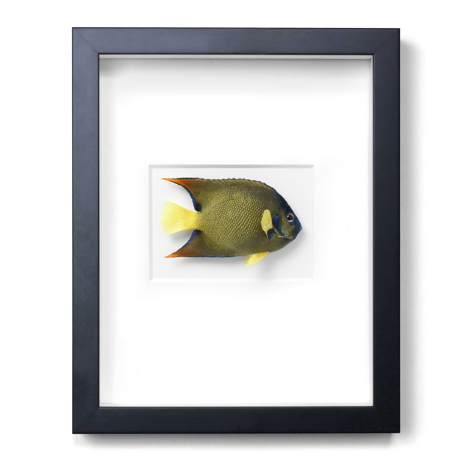 11x14 Queen Angelfish