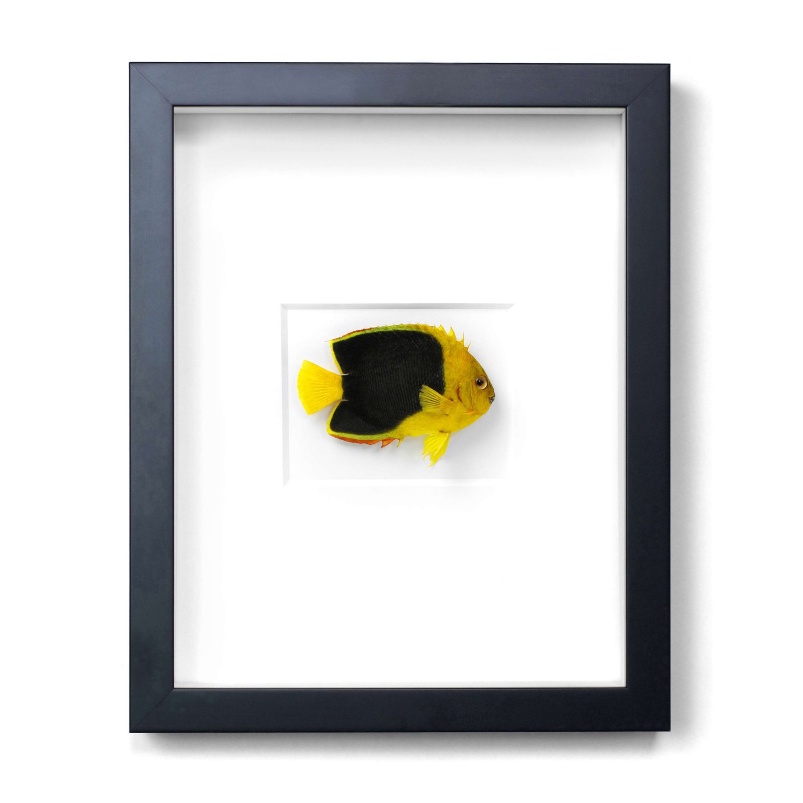 11 x 14 Rock Beauty Angelfish