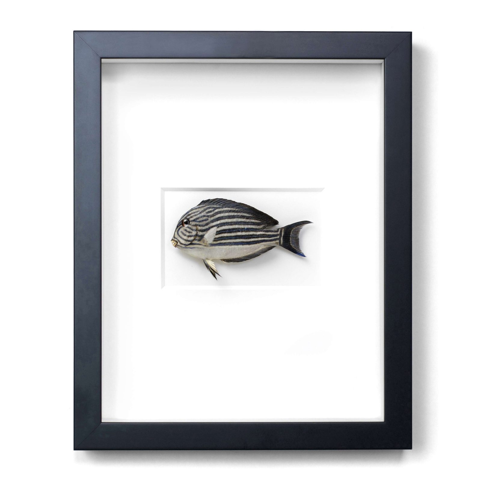 11x14 Striped Surgeon Tang