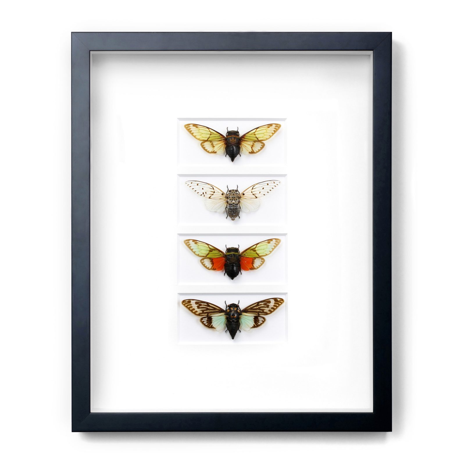 11x14 Tropical Cicadas