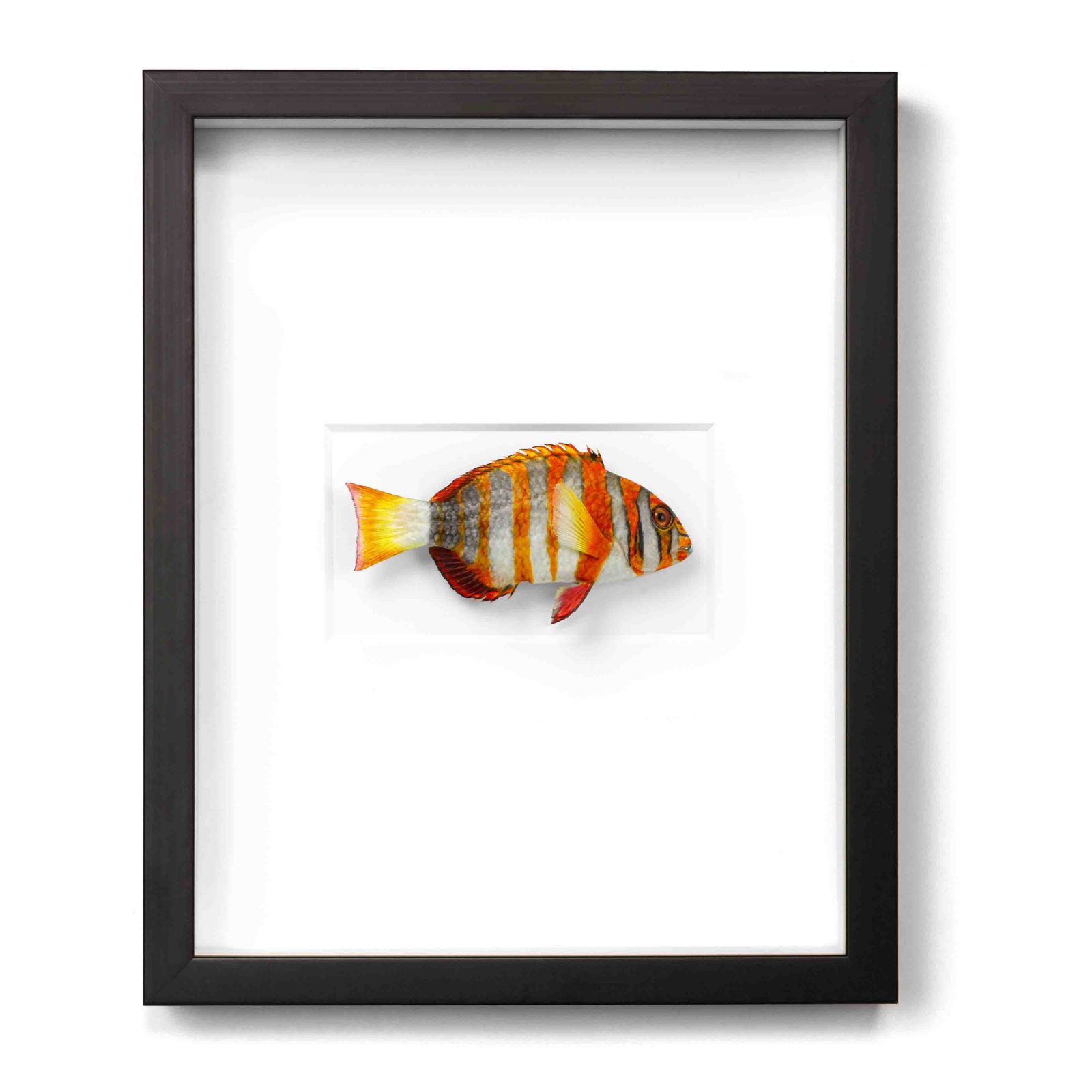 12.5 x 15.5 Tusk Fish