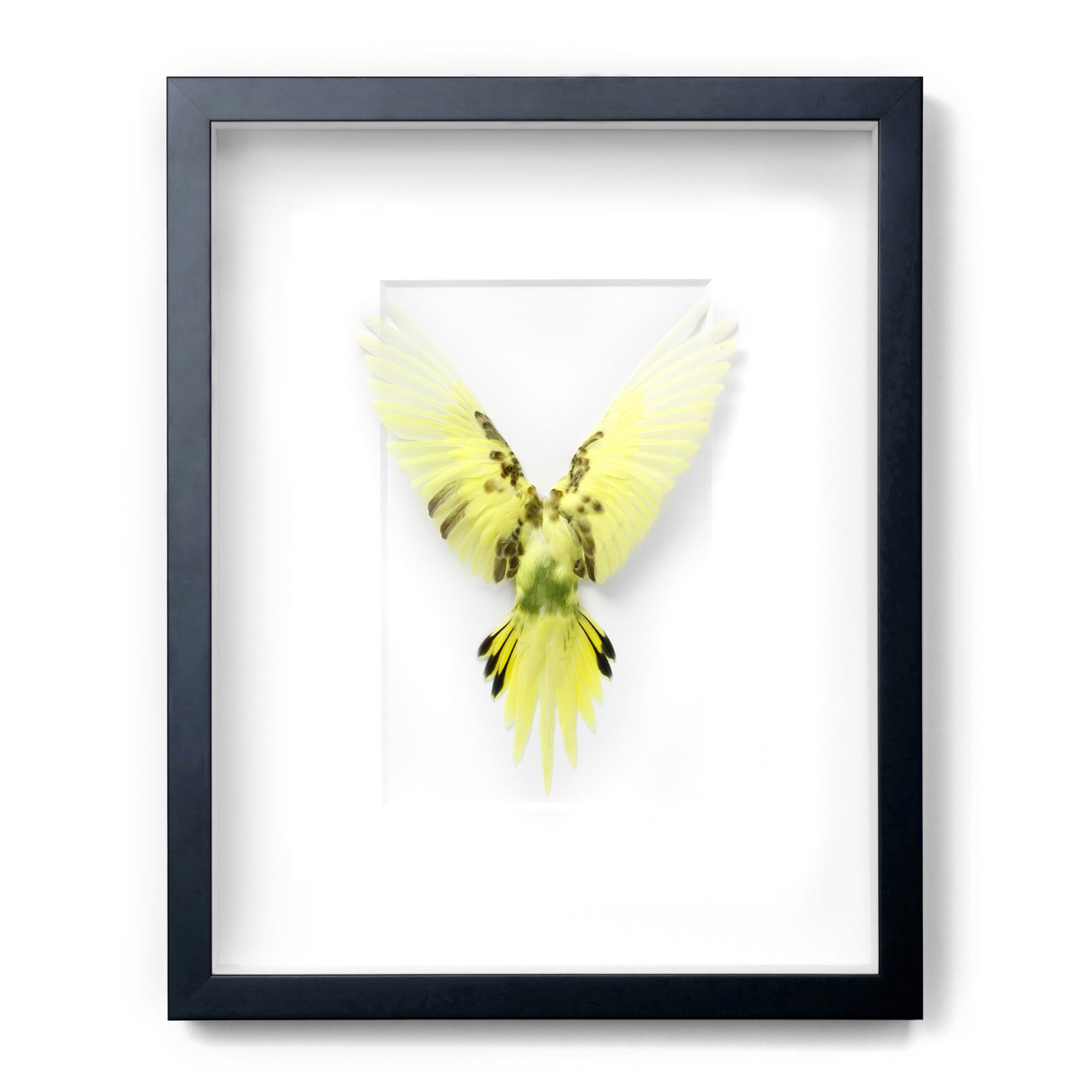 Framed 14 x 18 Shell Parakeet Bird (Gray, white, brown)