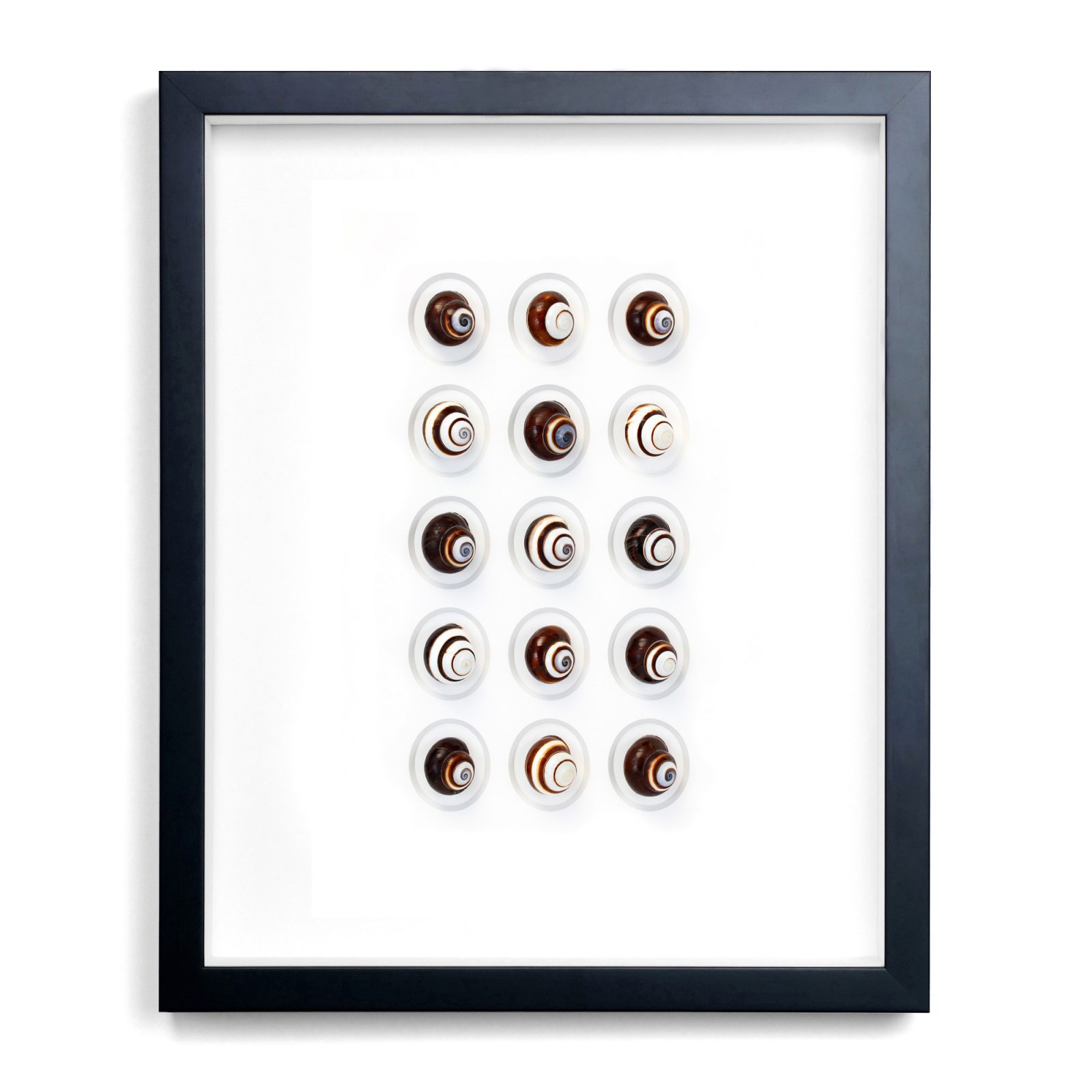 16x20 Regal Snails
