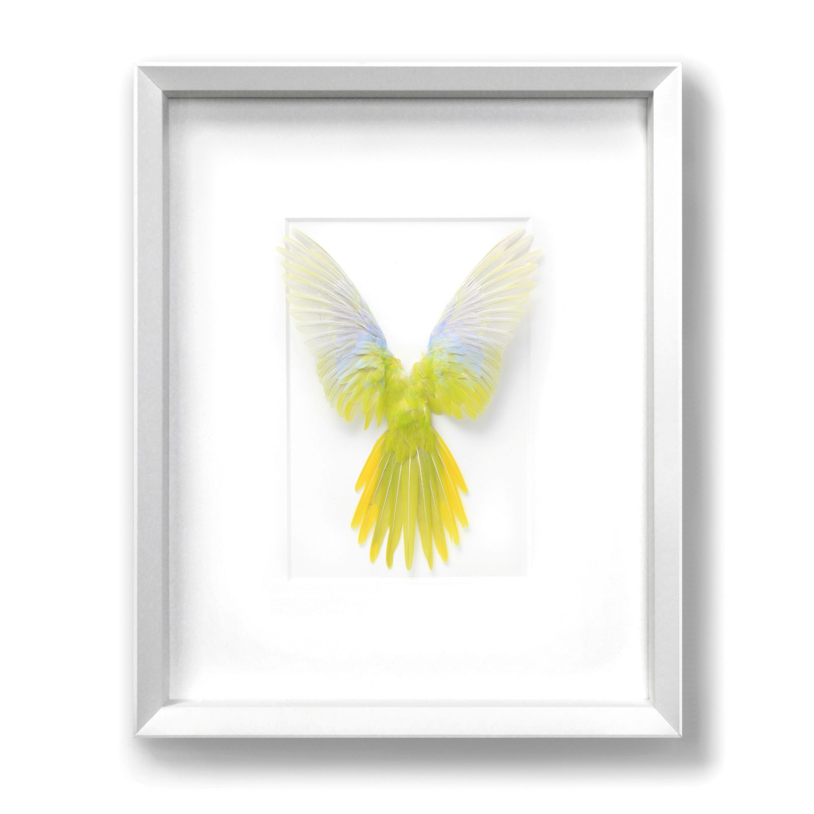 16x20 Turquoisine Parrot - Yellow and White