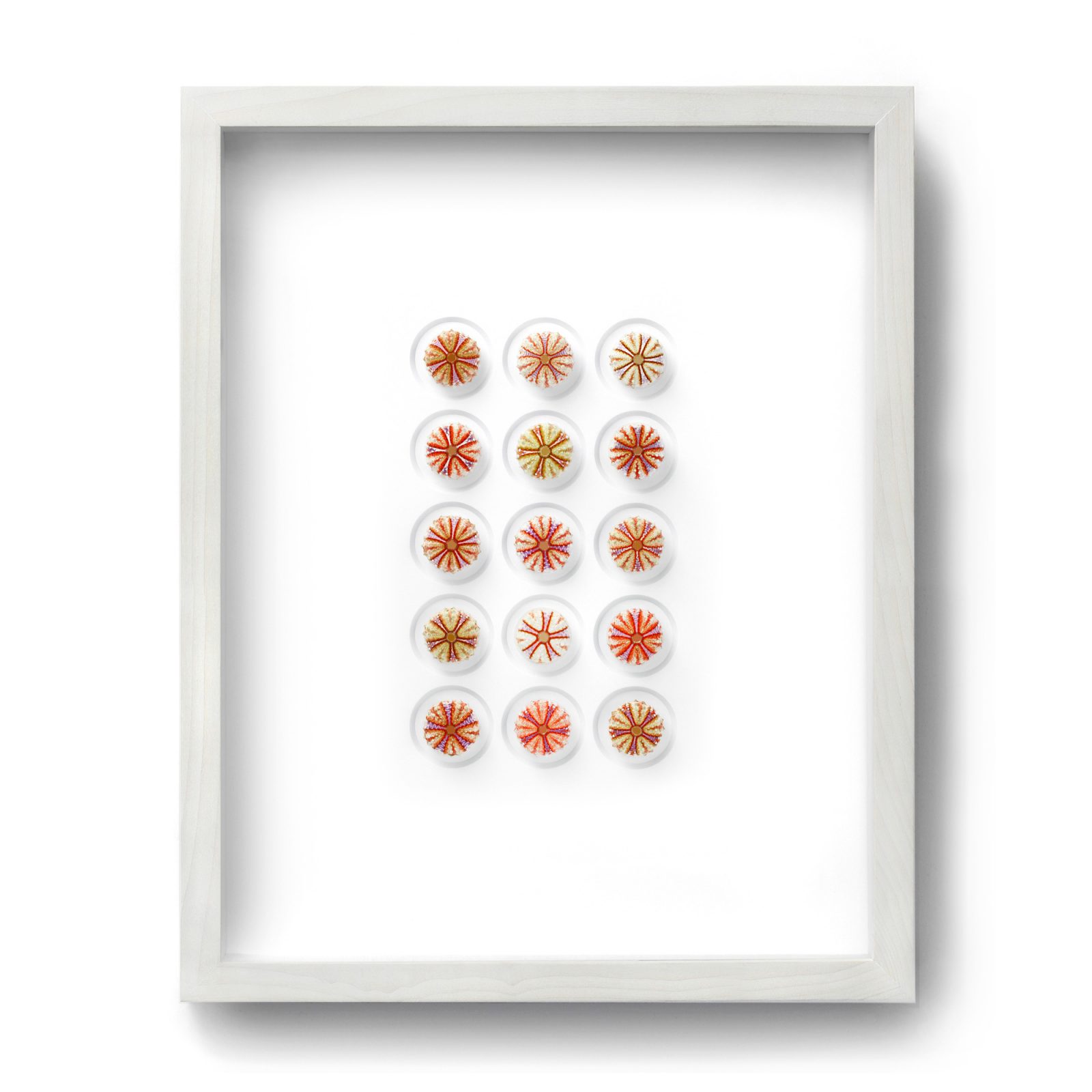 16x20 Variegated Urchins