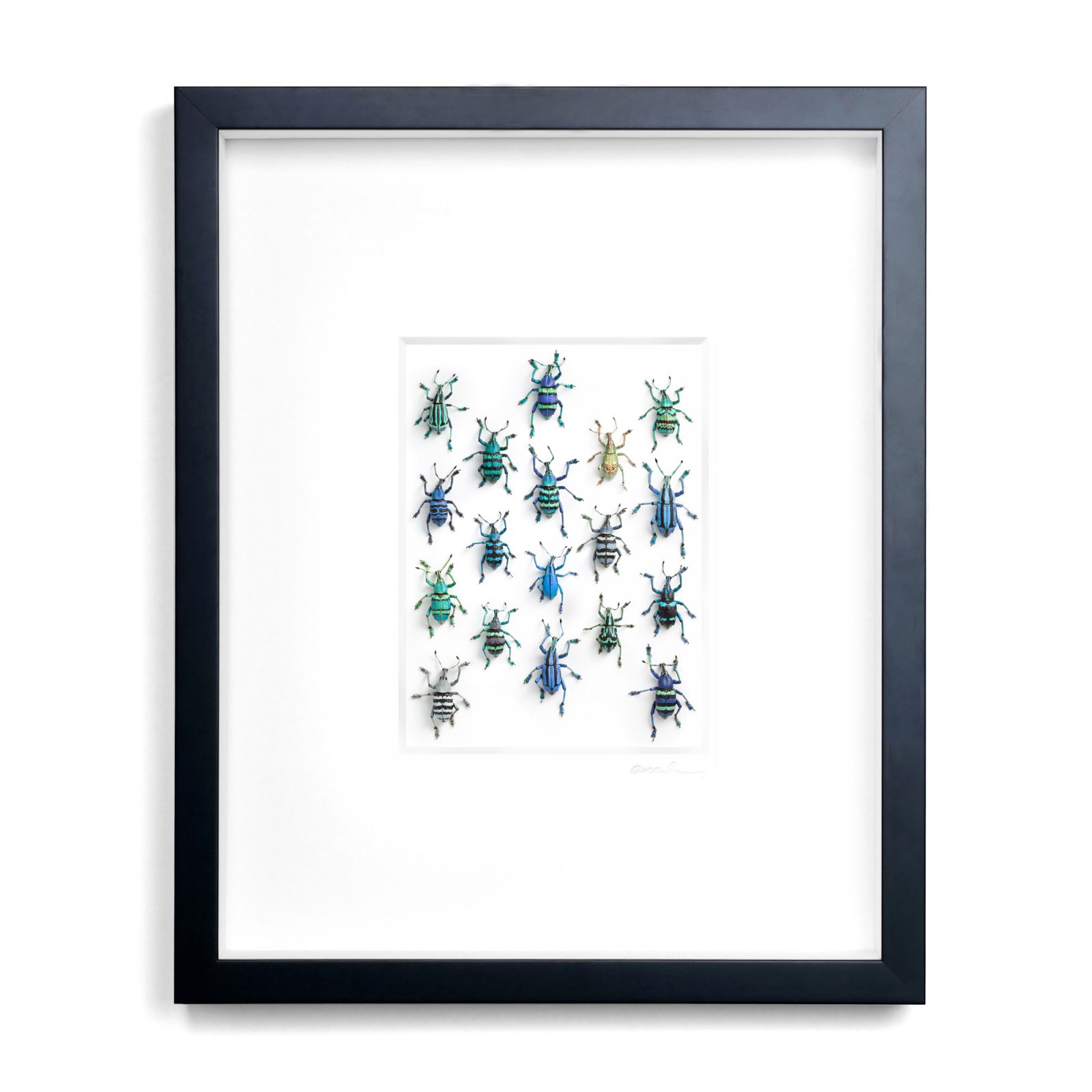 16x20 Walking Weevils