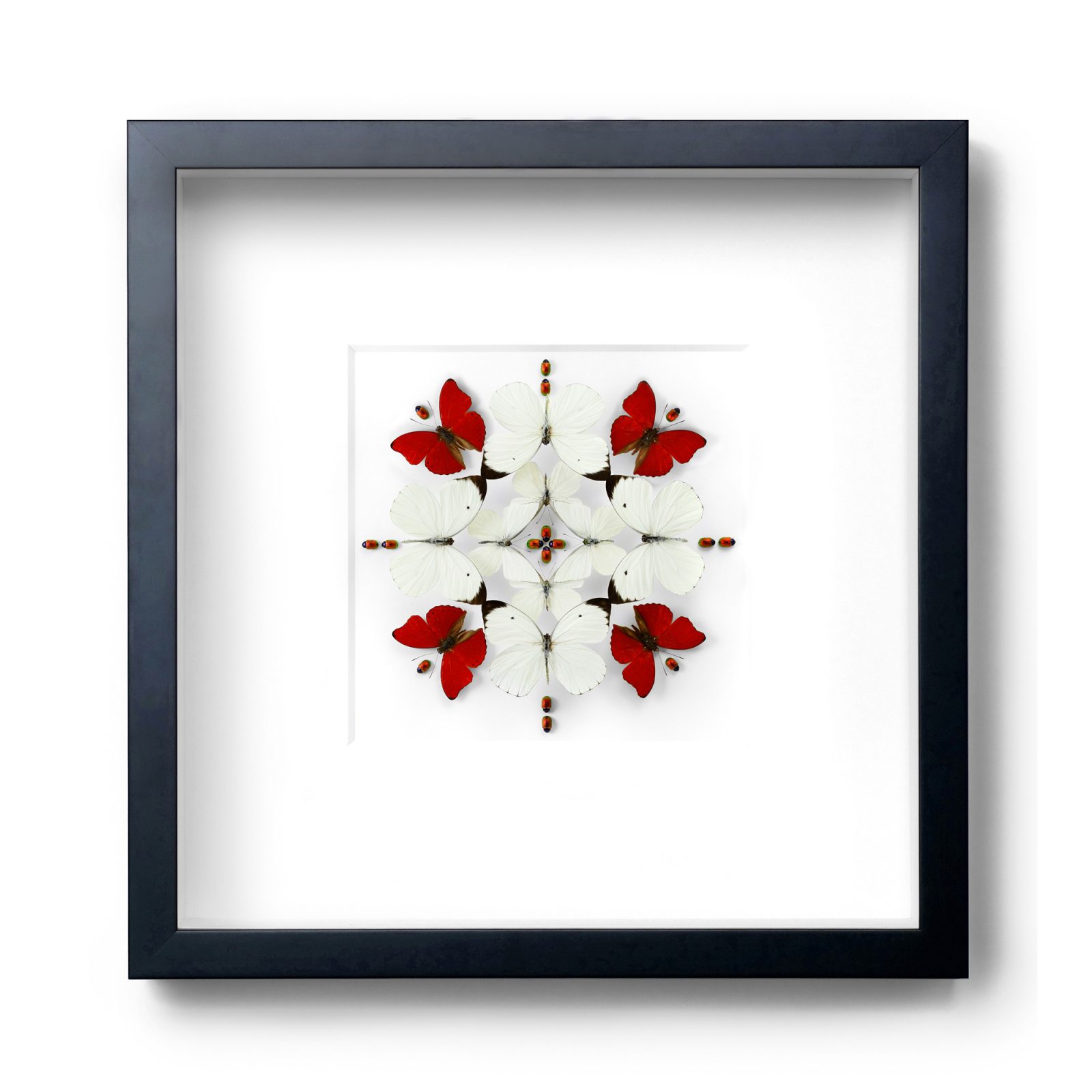 20x20 Crimson Inflorescence