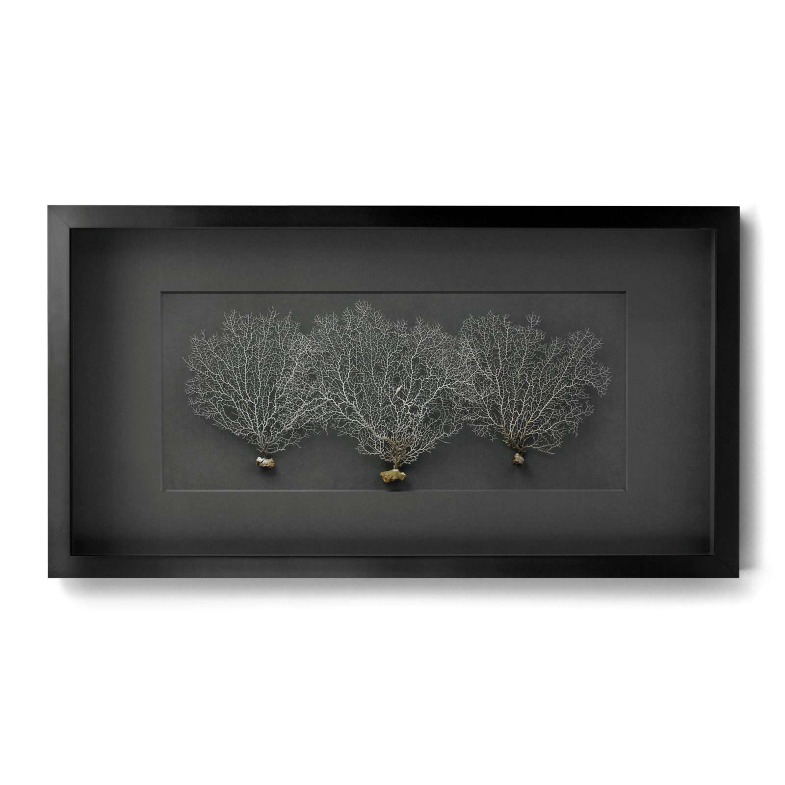 32x20 Achromic Sea Fans