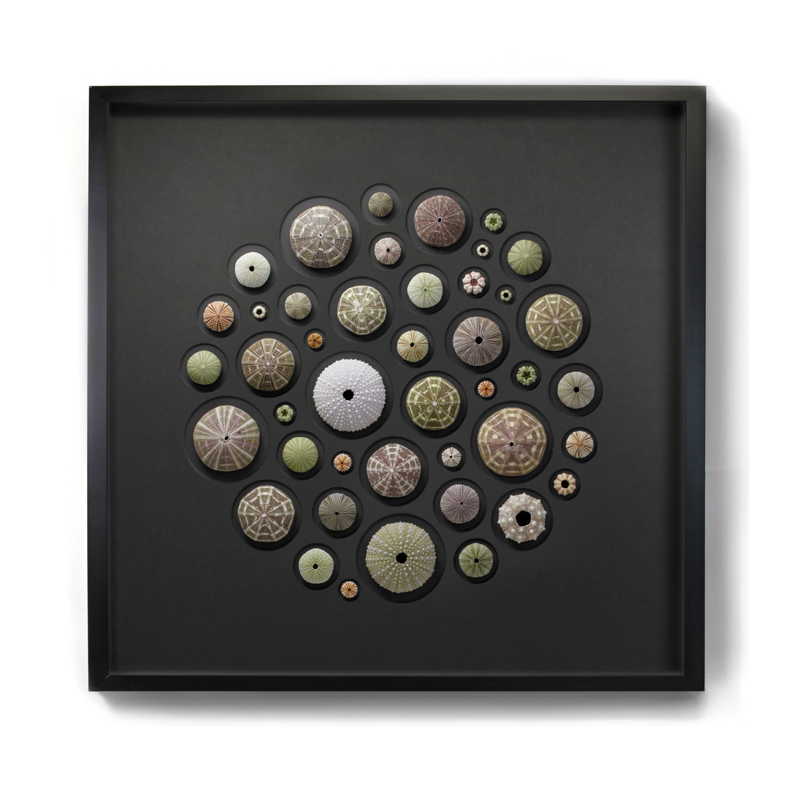 32x32 Urchin Test Mosaic