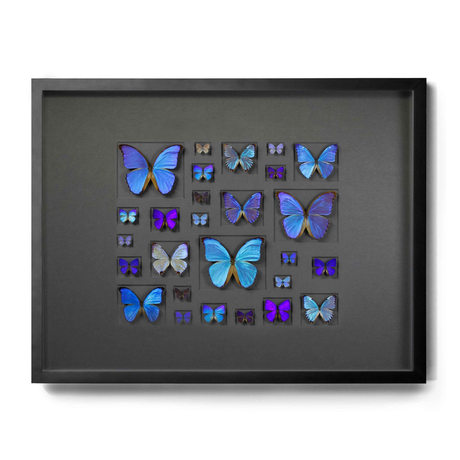 40x30 Cerulean Butterflies on Graphite
