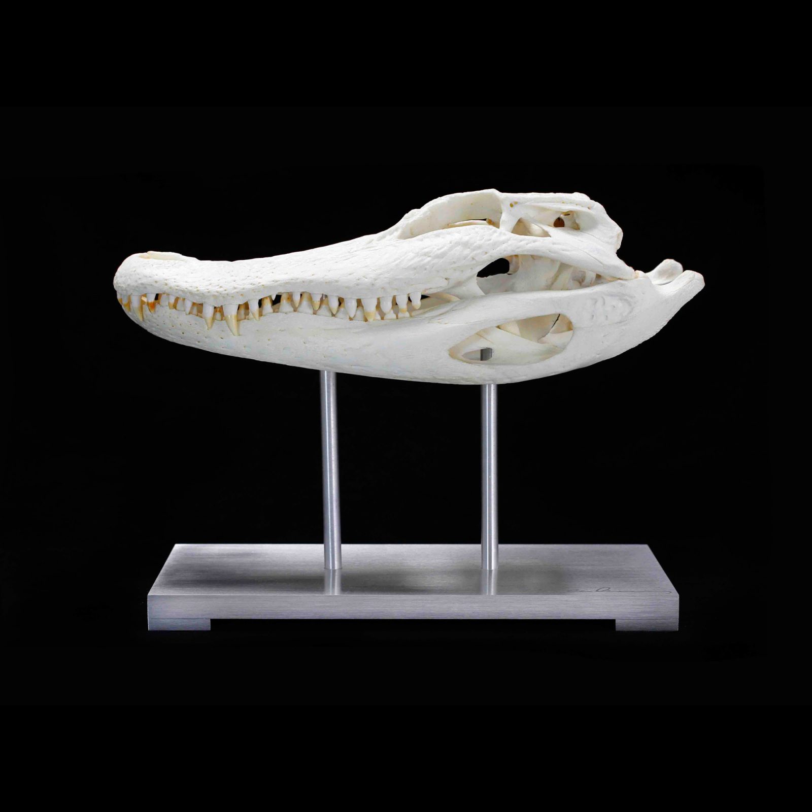 Alligator Skull Pedestal