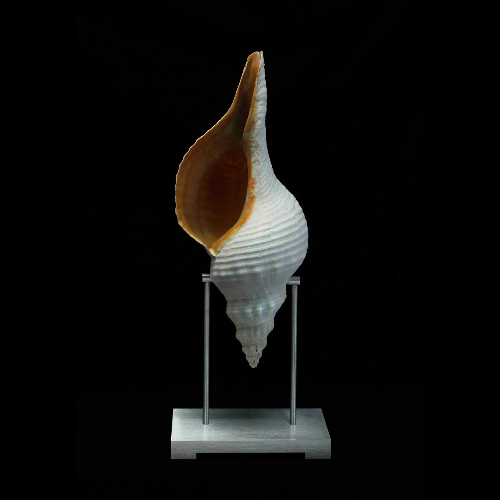 Horse Conch Pedestal