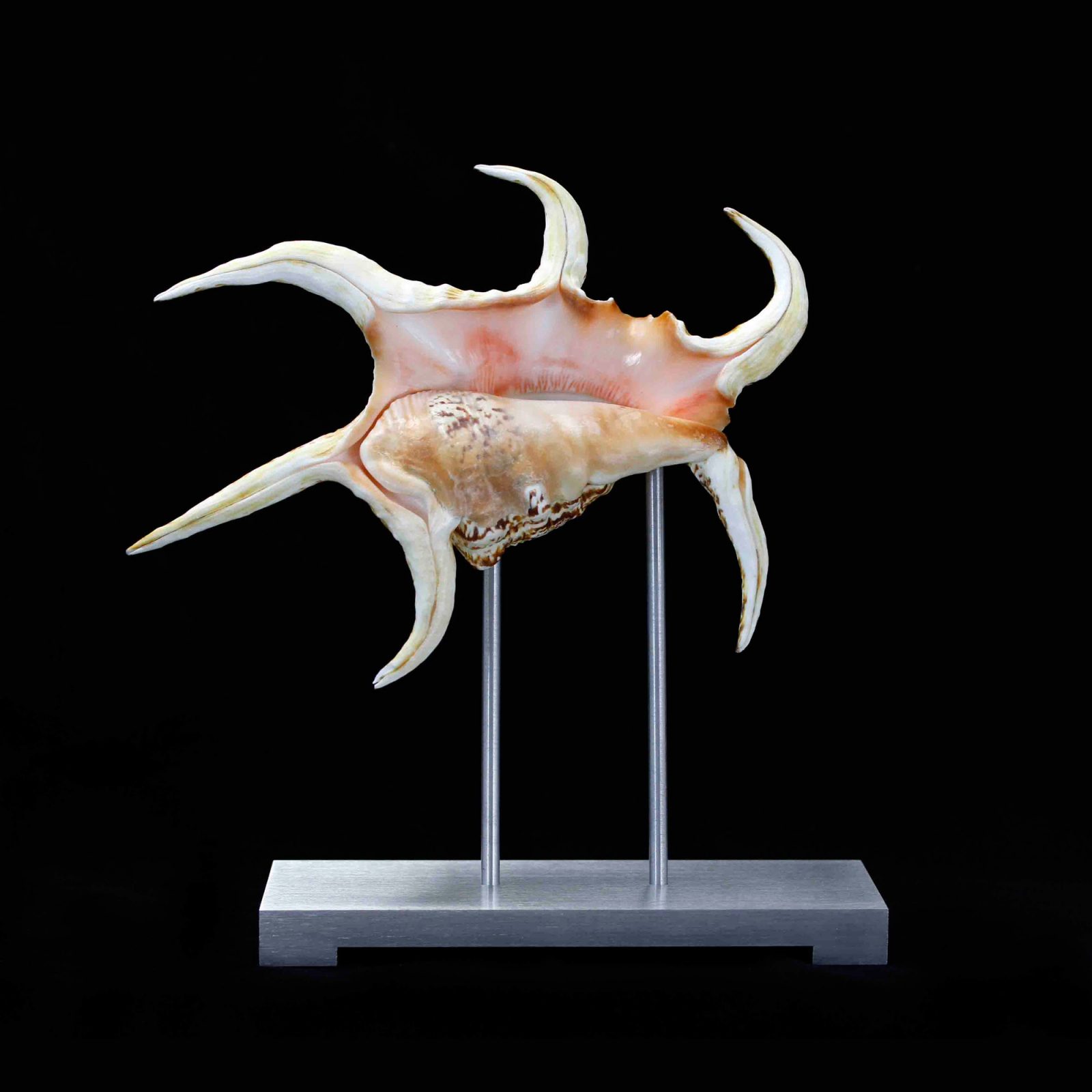 Spider Conch Pedestal on Silver