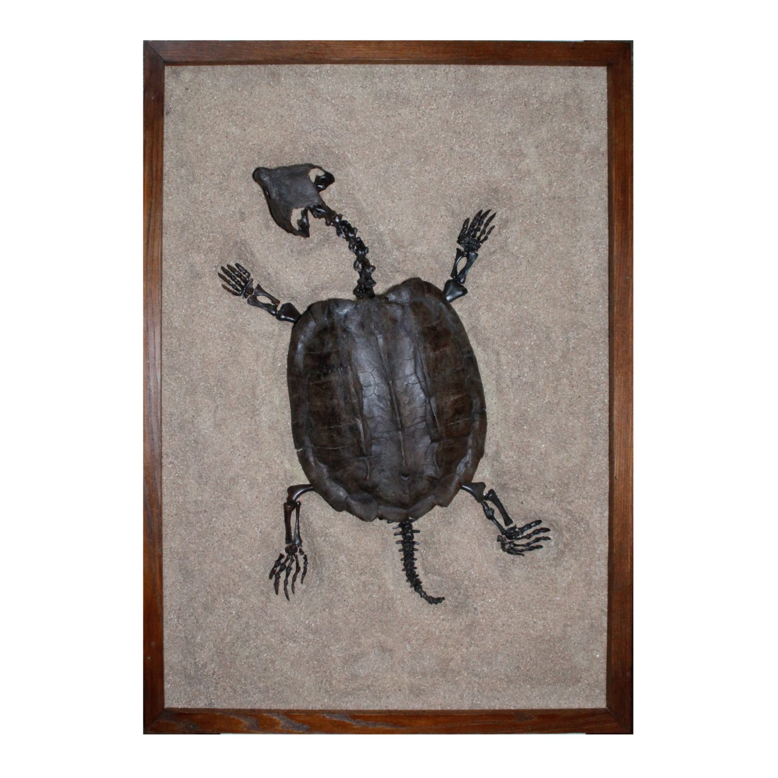 Fossil Alligator Snapping Turtle