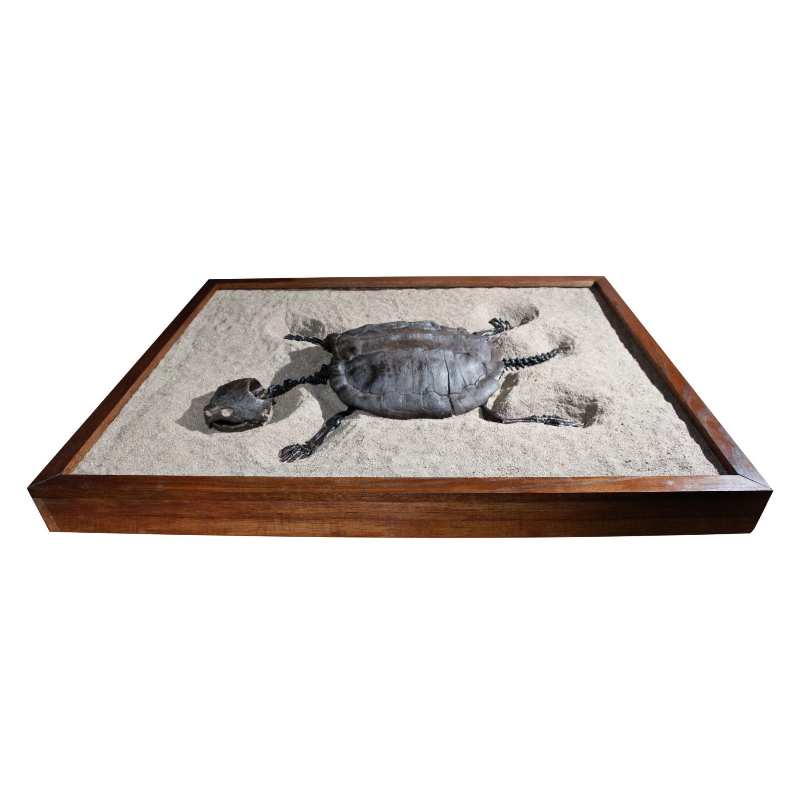 Fossil Alligator Snapping Turtle