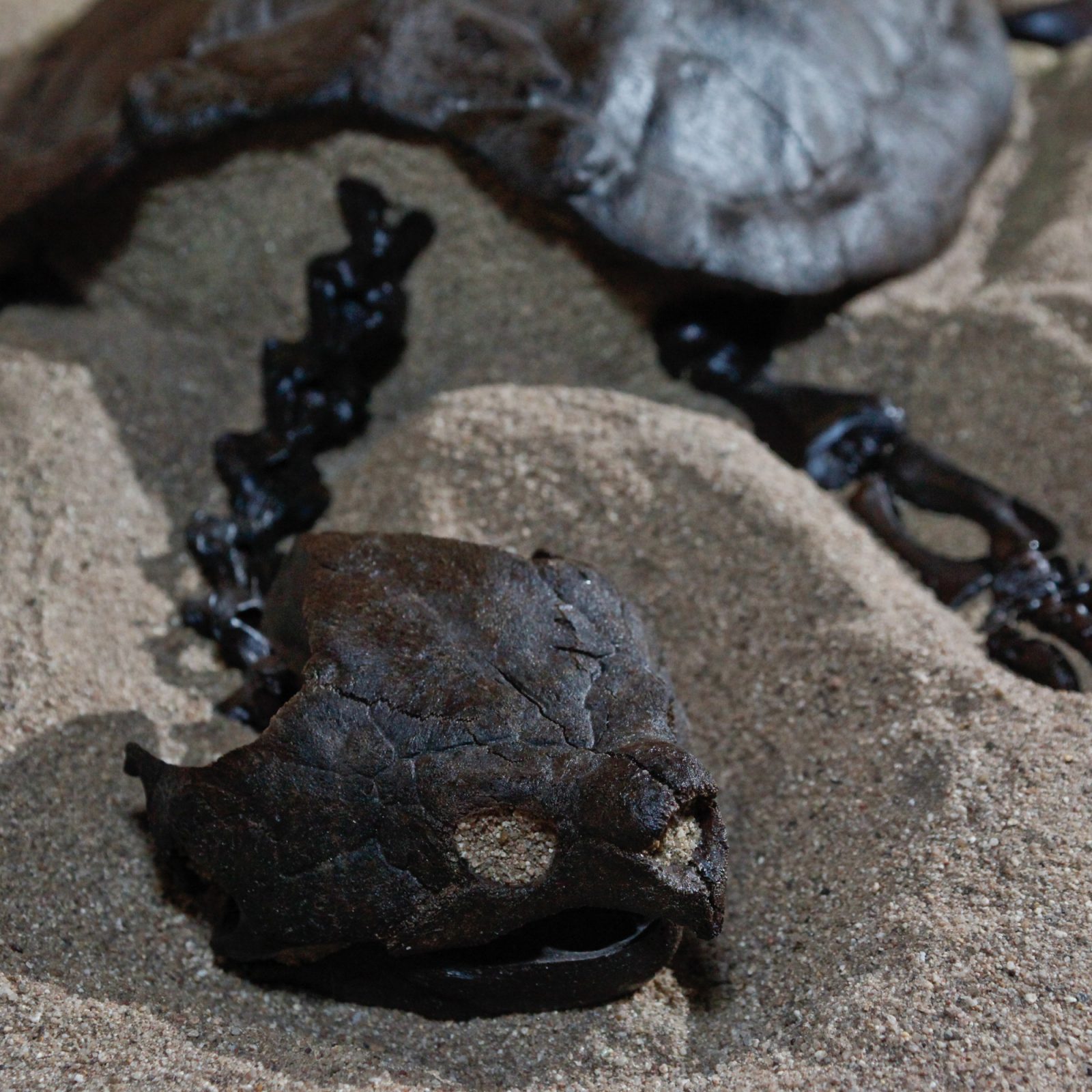 Fossil Alligator Snapping Turtle