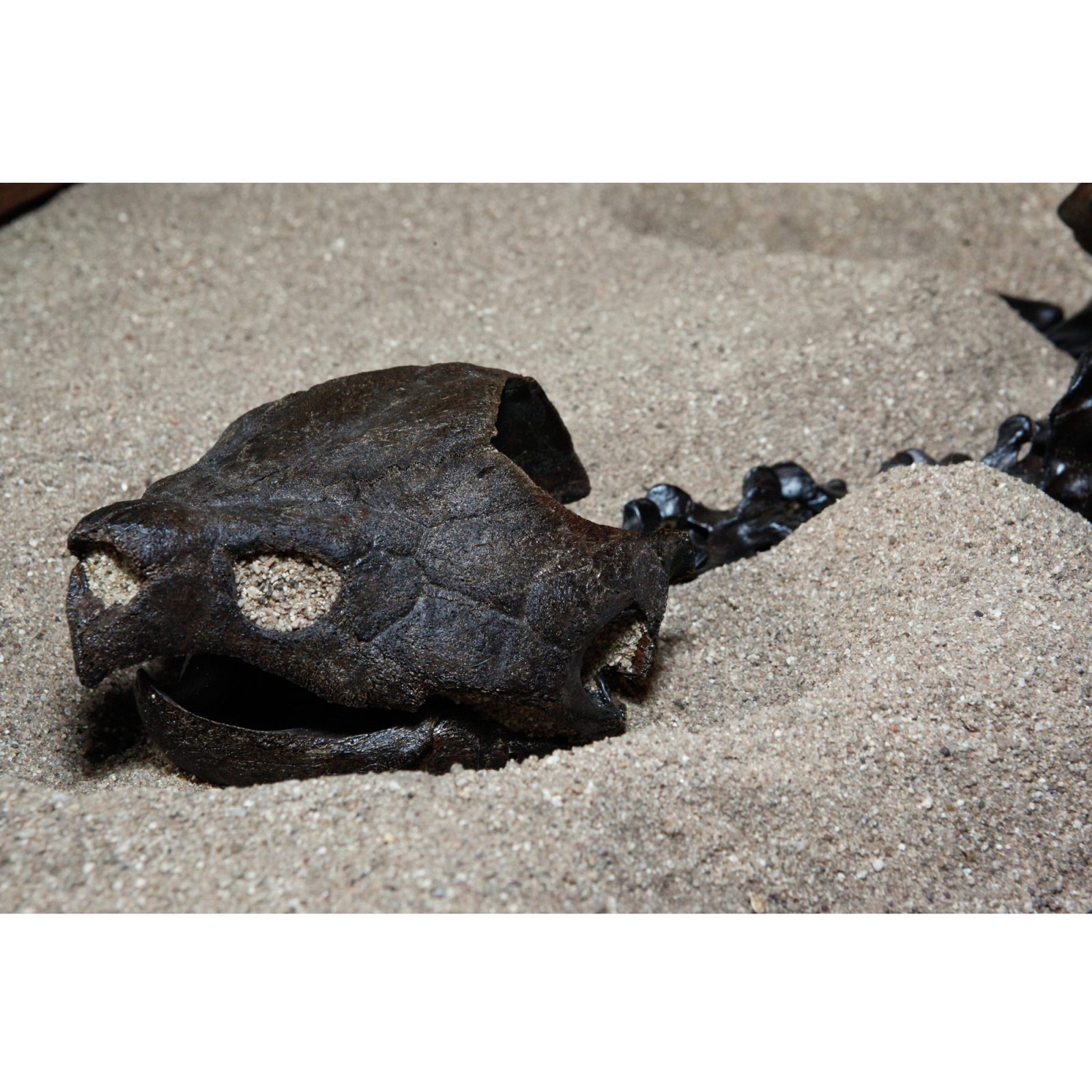 Fossil Alligator Snapping Turtle