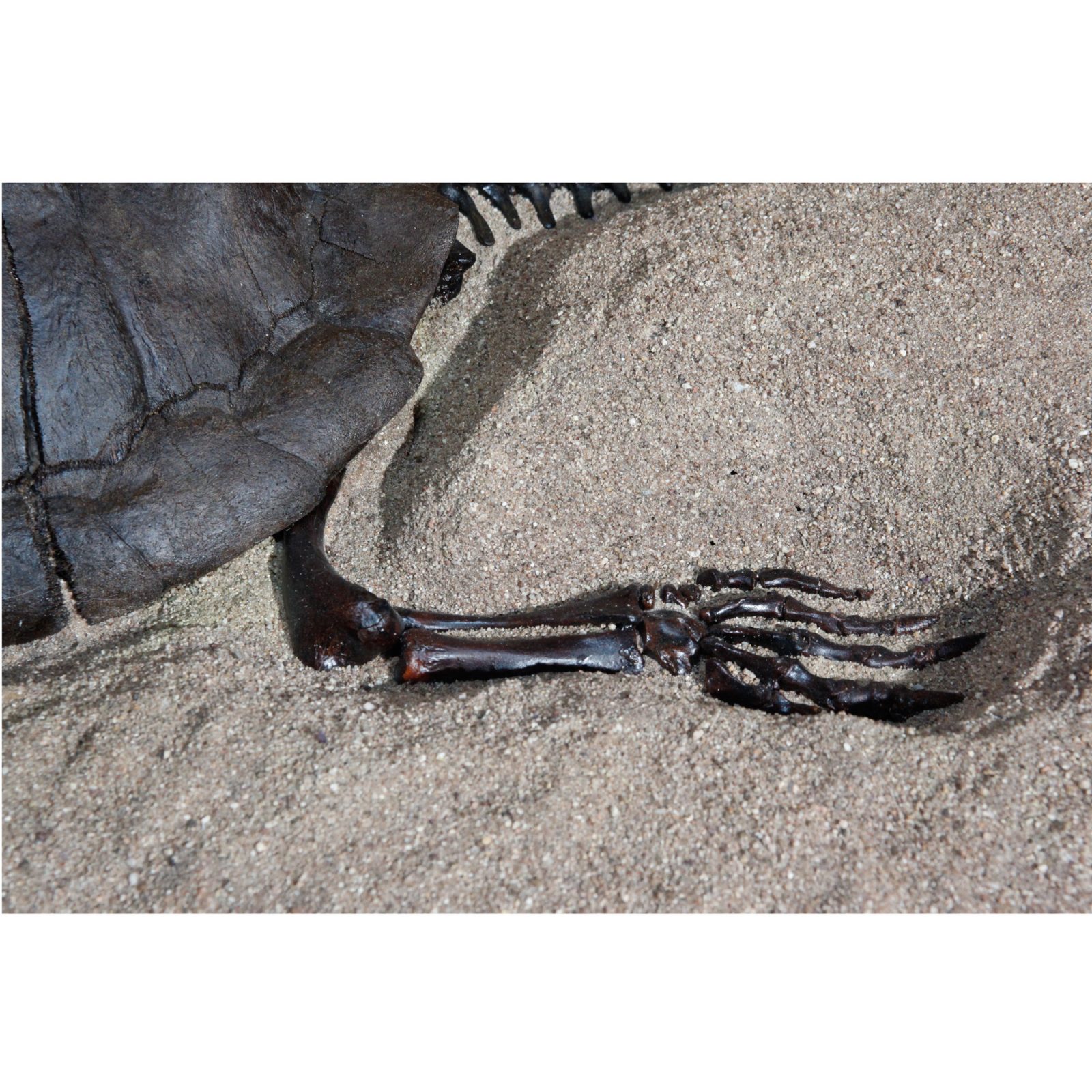 Fossil Alligator Snapping Turtle