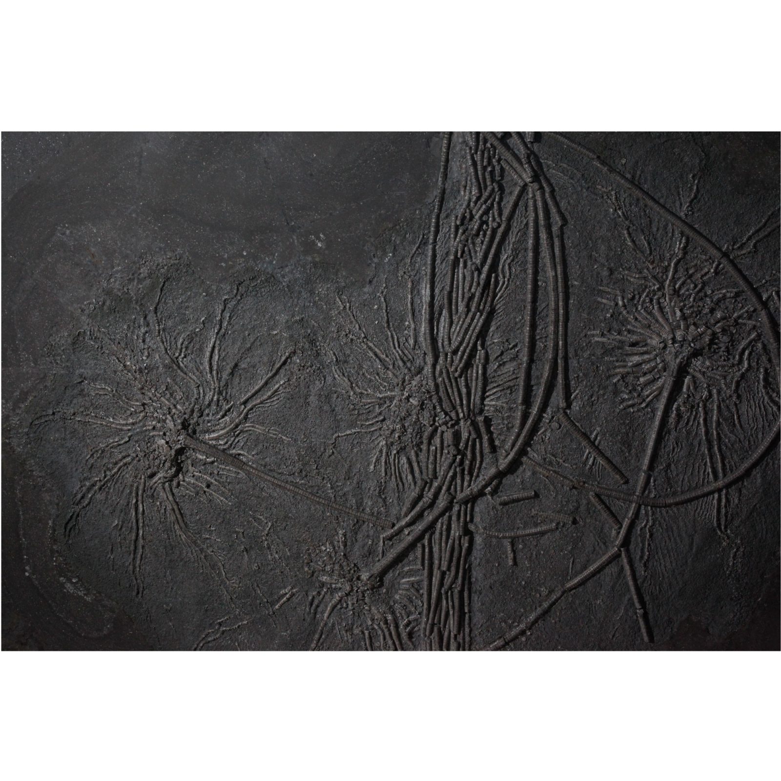 Fossil Crinoid Plate