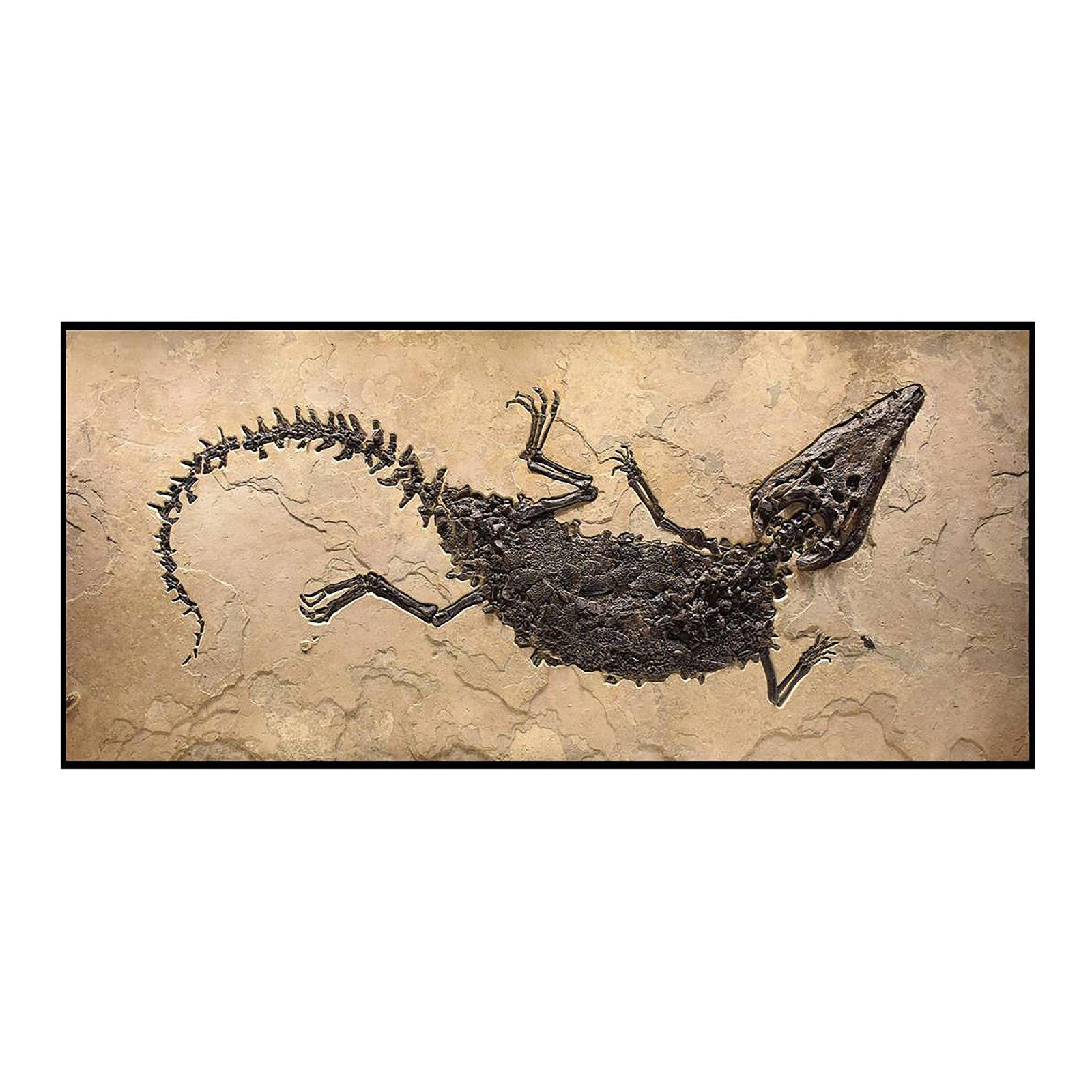 Crocodile Fossil Mural