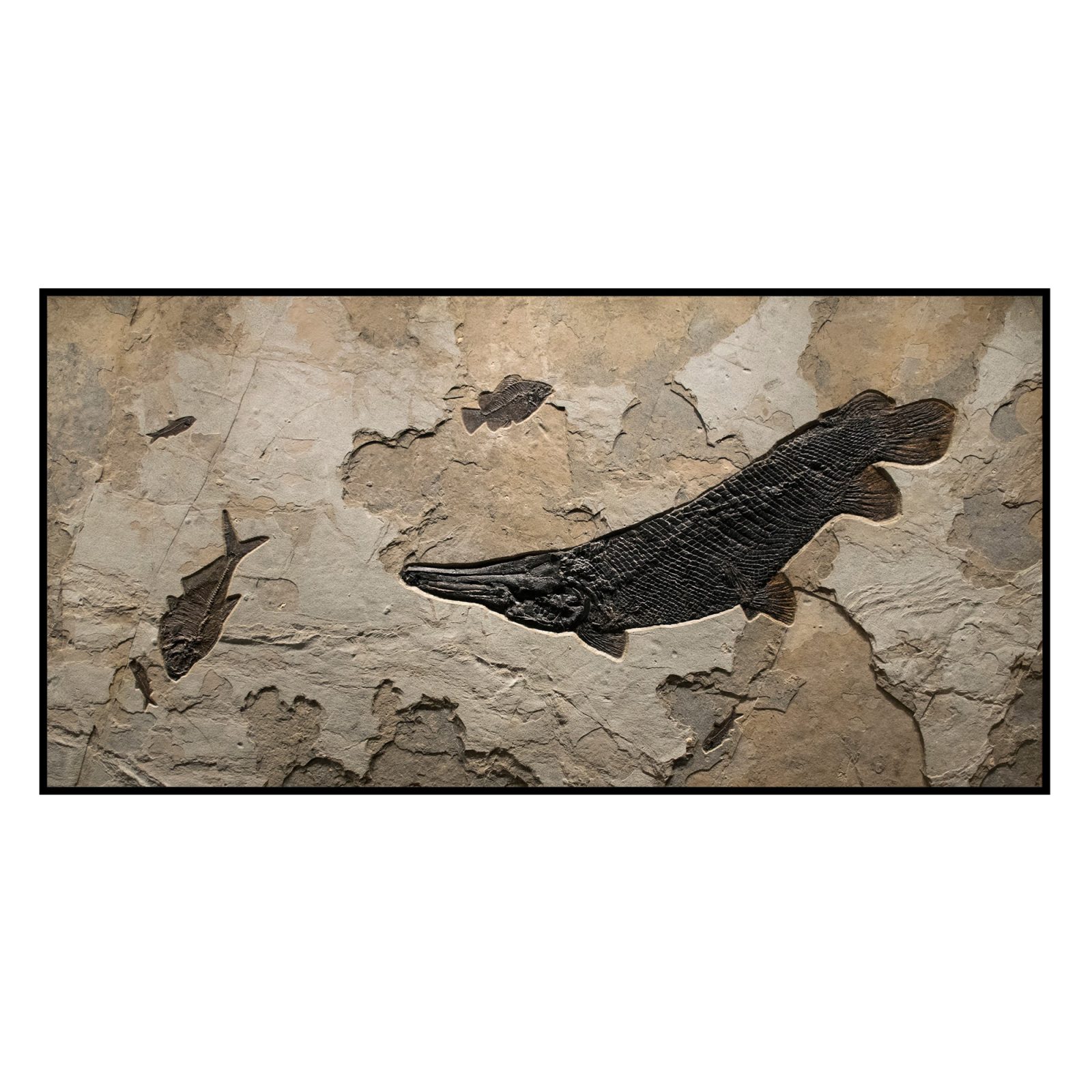 Fish Fossil