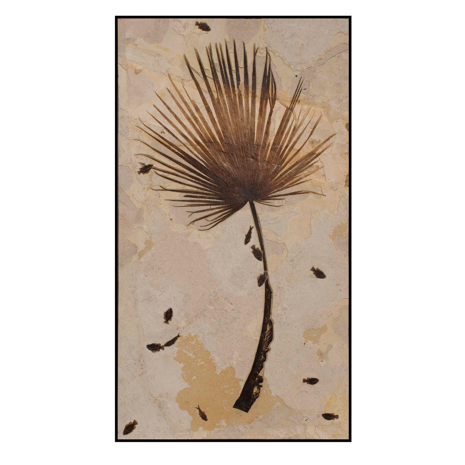 Palm Frond and Fish Fossil Mural