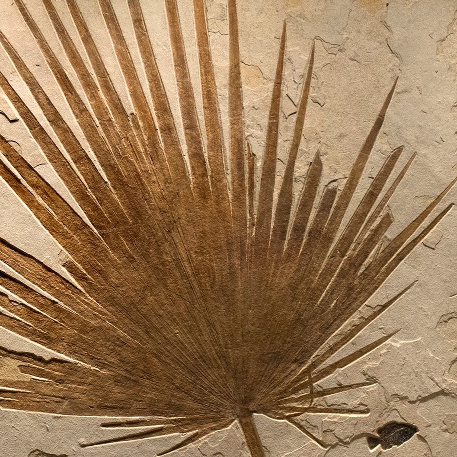 Palm and Fish Fossil Mural