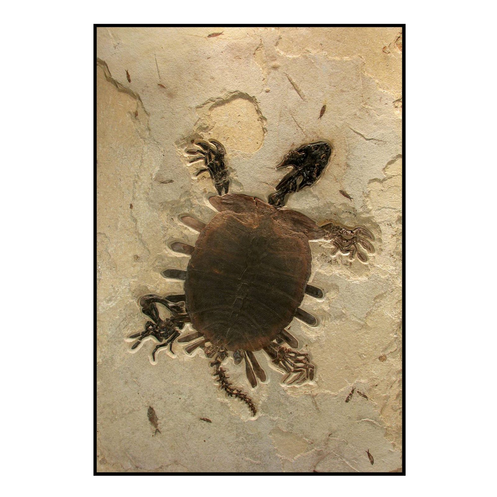 Turtle Trionyx Softshell Fossil Mural