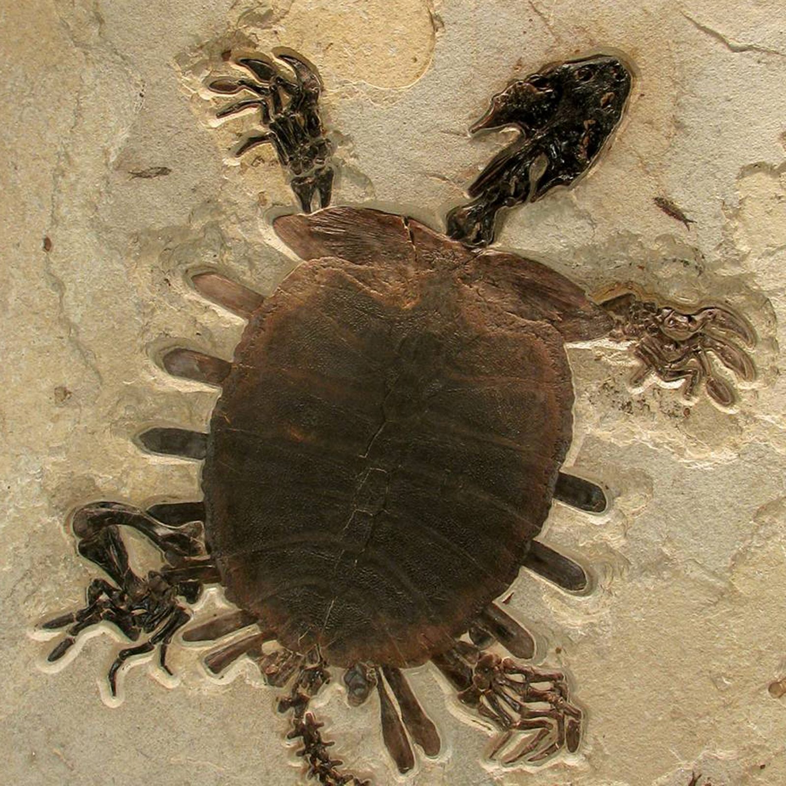 Turtle Trionyx Softshell Fossil Mural