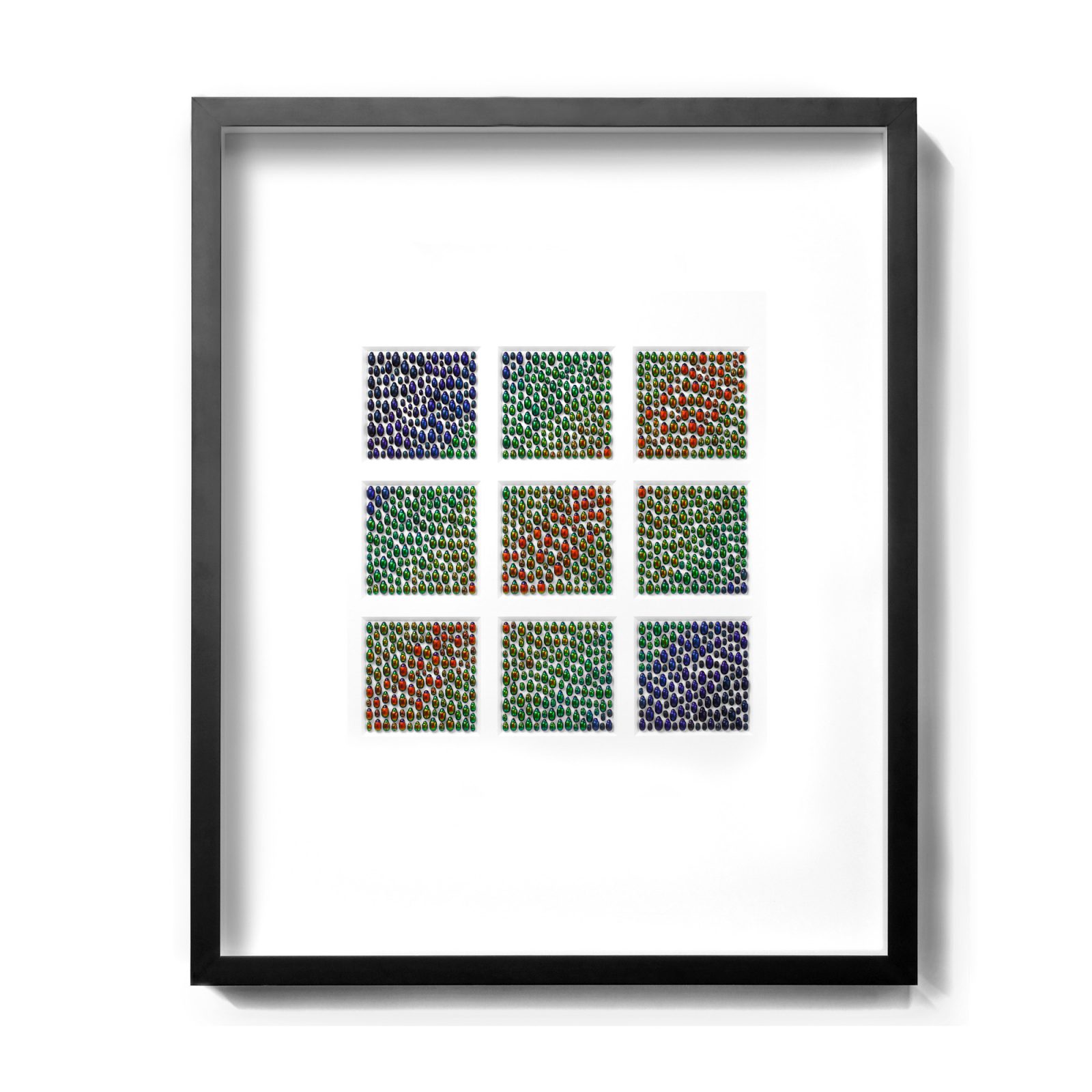 Chrysomelid Arrayal No. 1B - Leaf Beetle Study