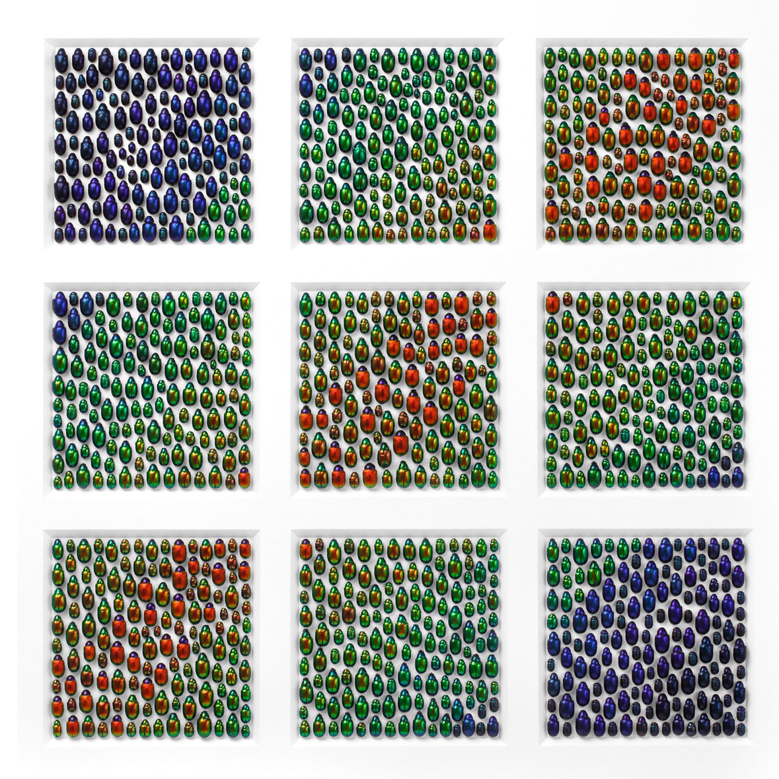 Chrysomelid Arrayal No. 1B - Leaf Beetle Study