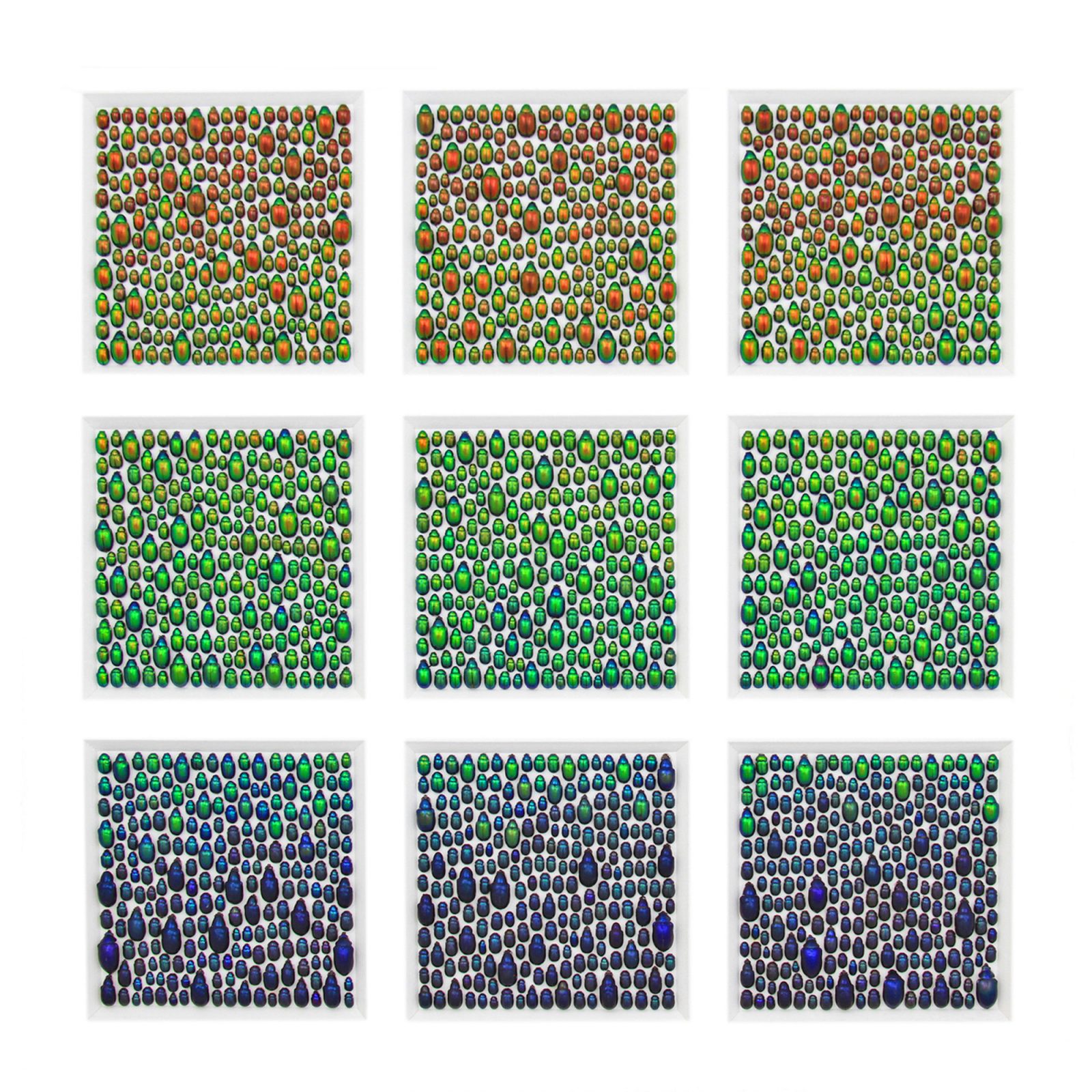 Chrysomelid Arrayal No. 2B - Leaf Beetle Study