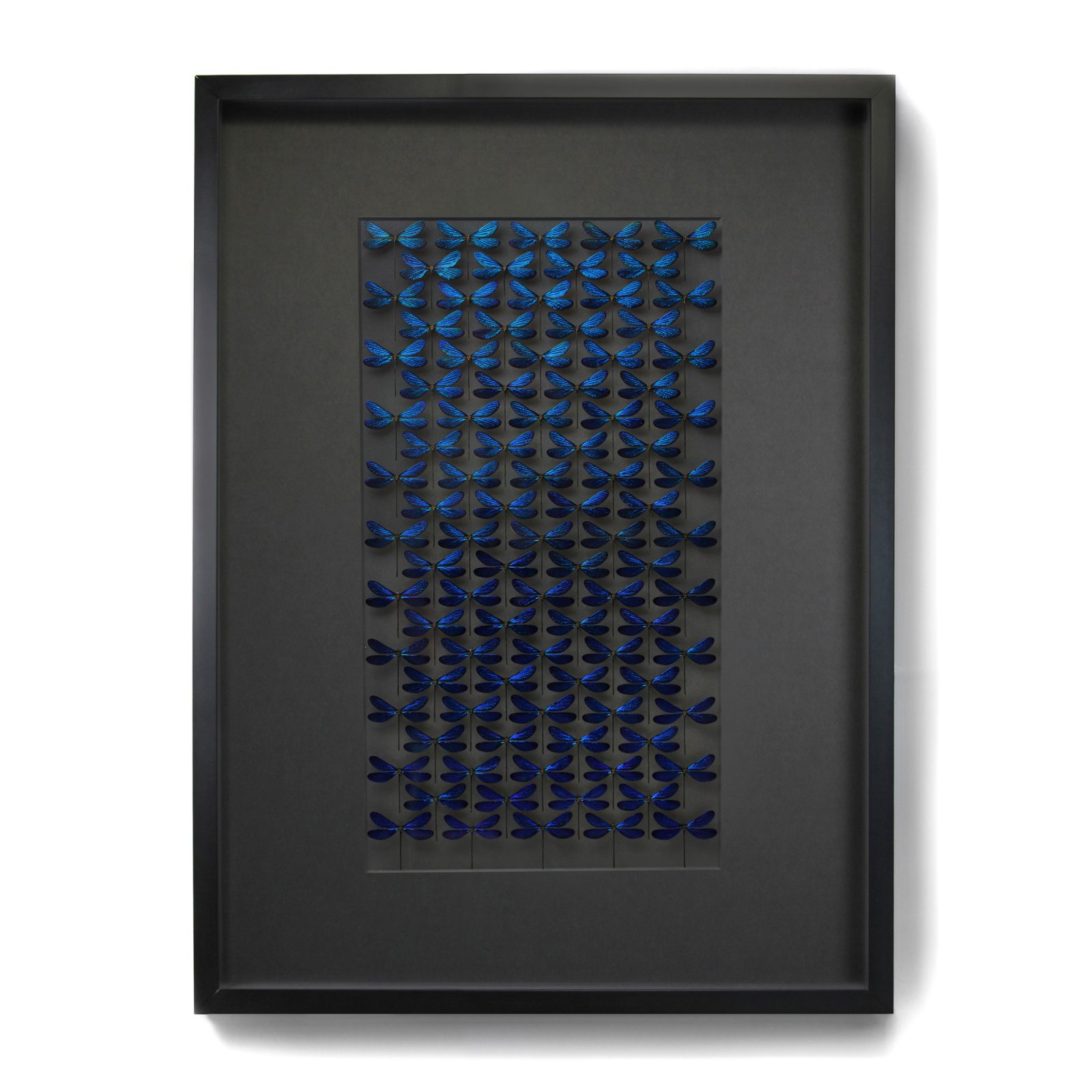 Framed 40 x 30 Museum Damselfly Wash