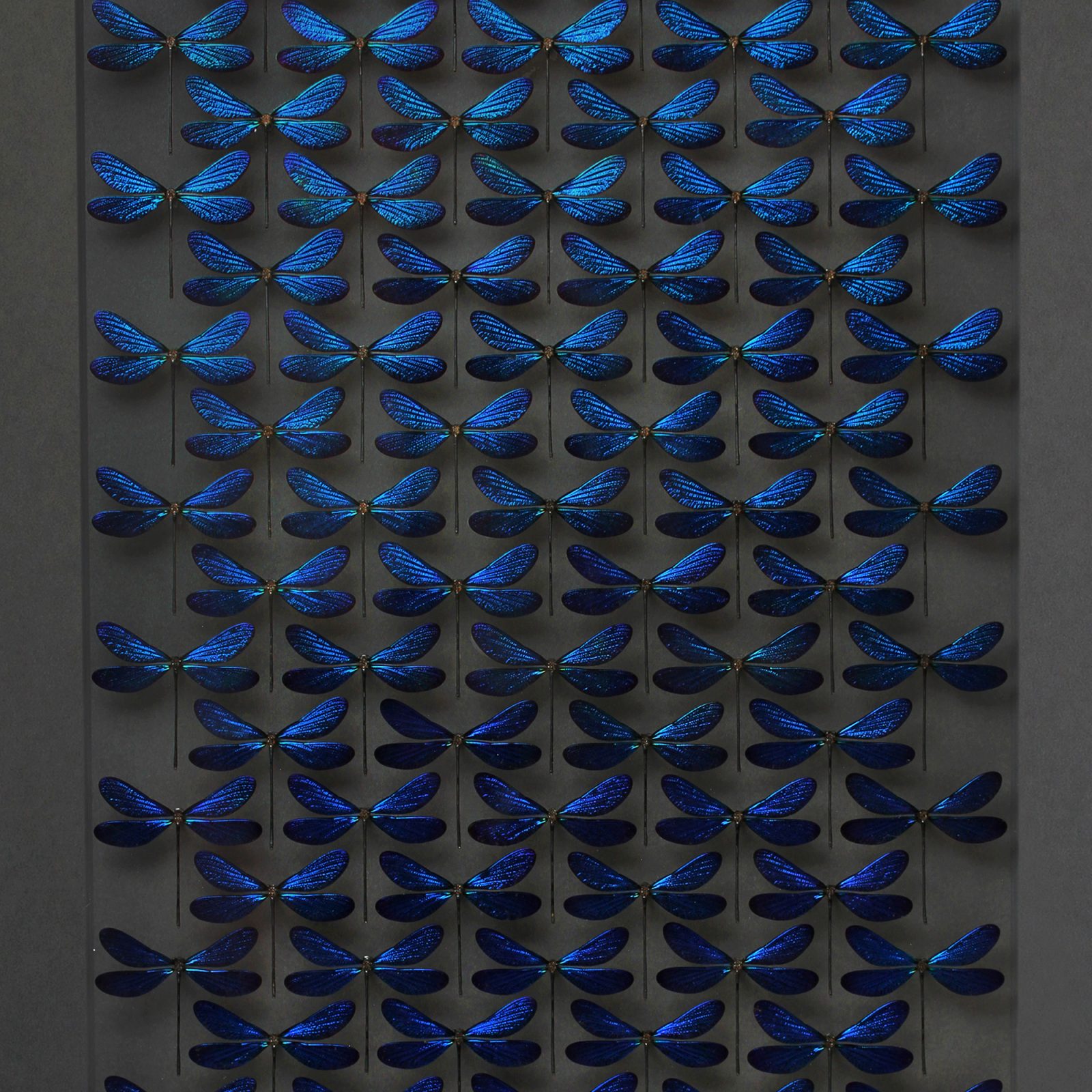 Framed 40 x 30 Museum Damselfly Wash