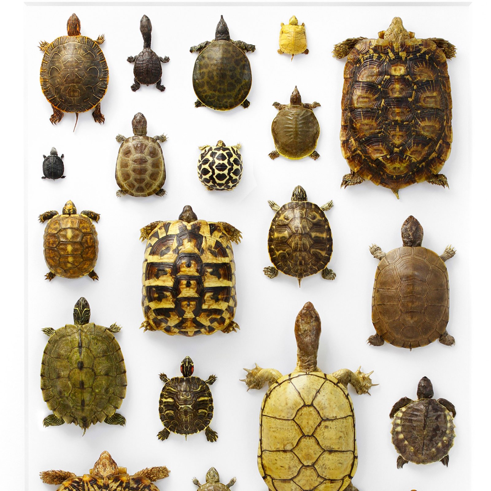 Chelonian Mosaic Turtle