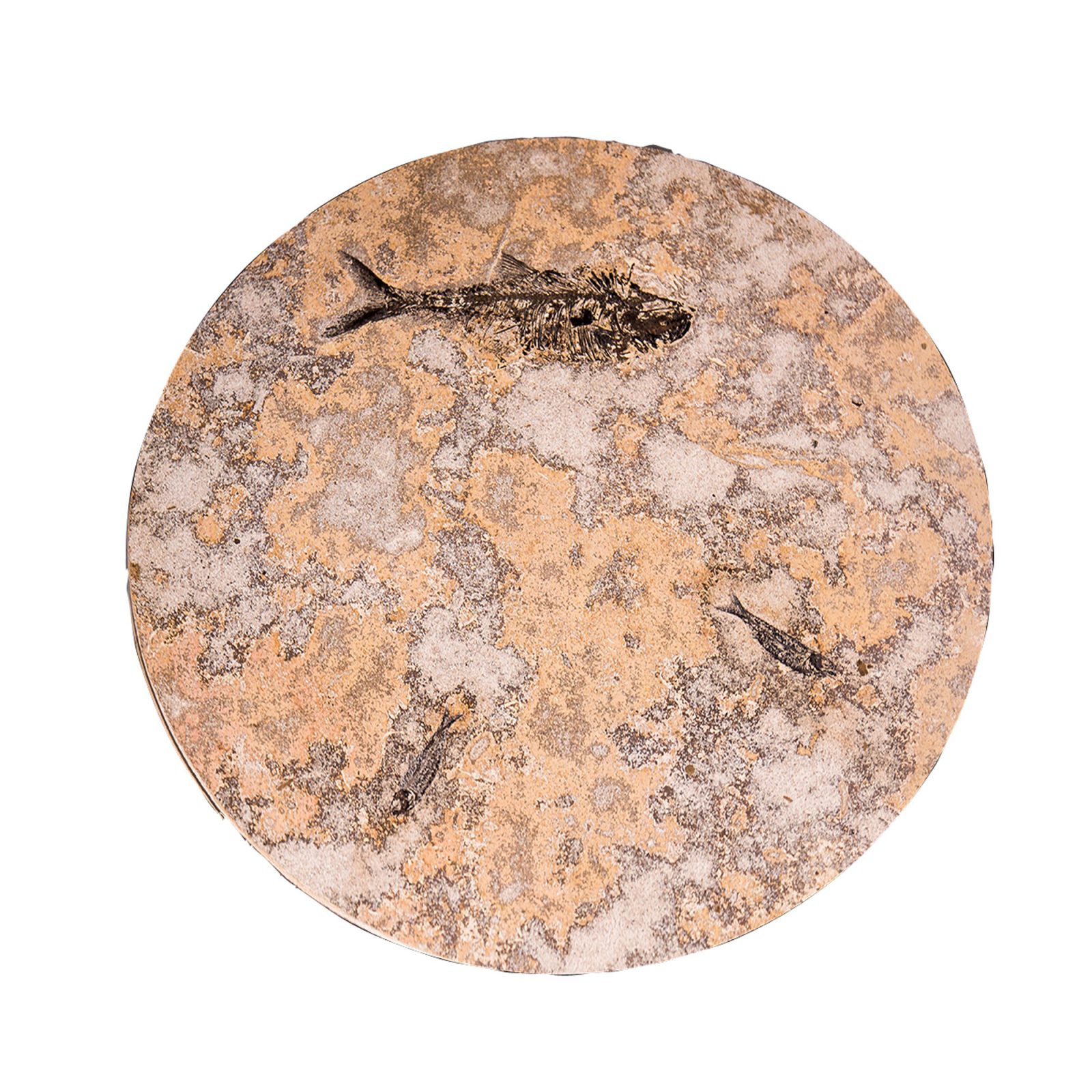 Fossil Coffee Table (Round) 150331001tc