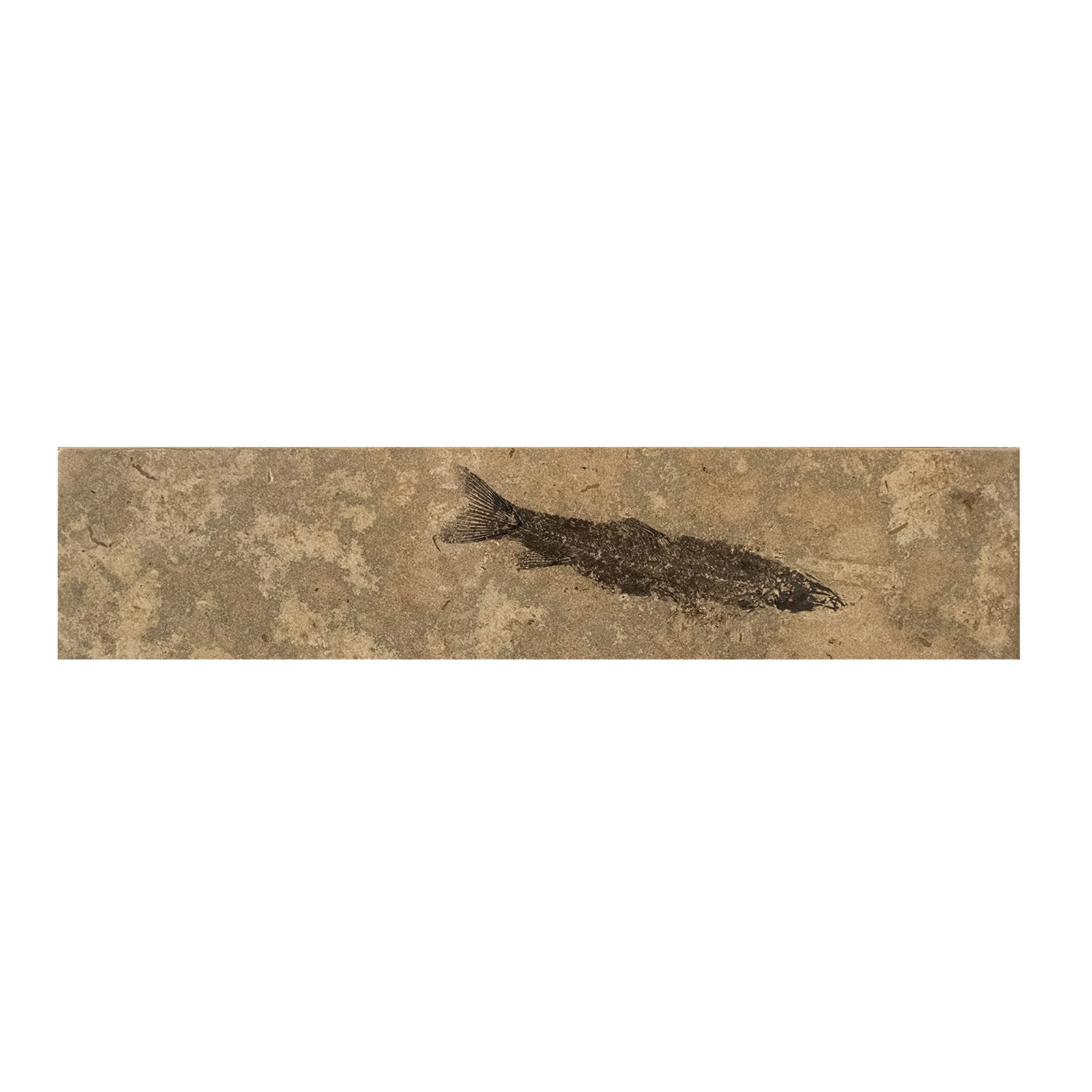 Fossil Console Table 161121384t