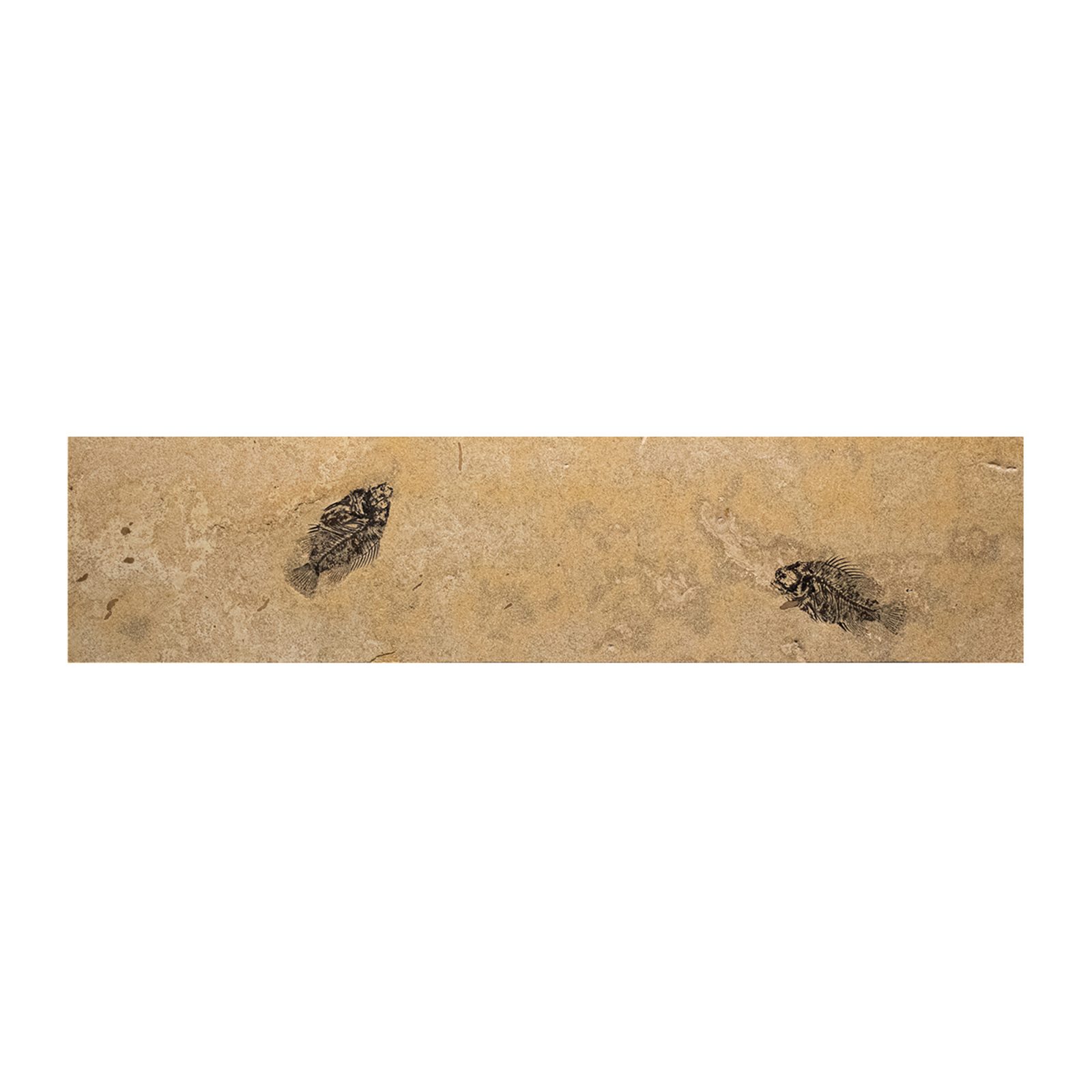 Fossil Console Table Q120814001t